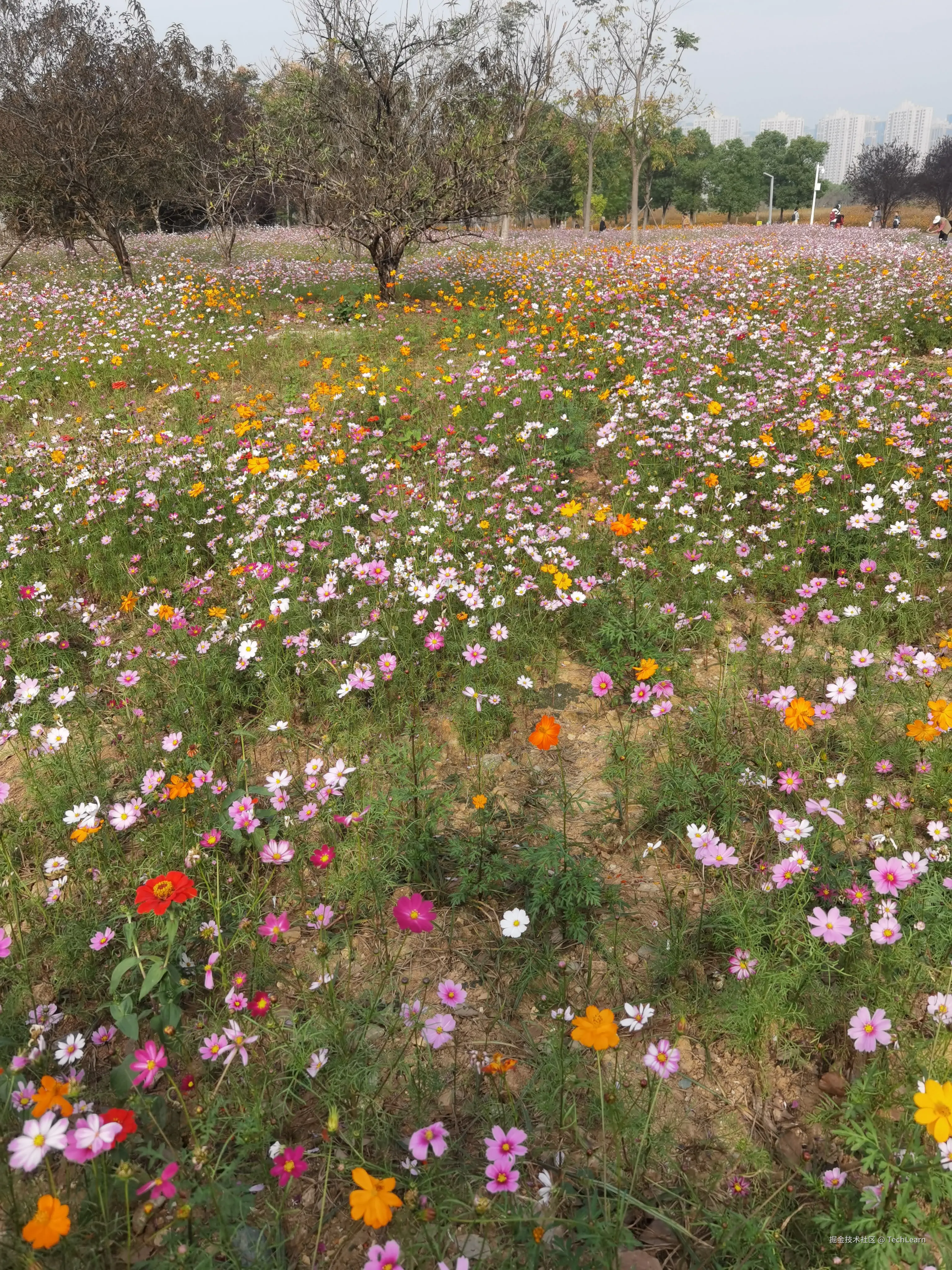 TechLearn于2024-11-09 09:36发布的图片