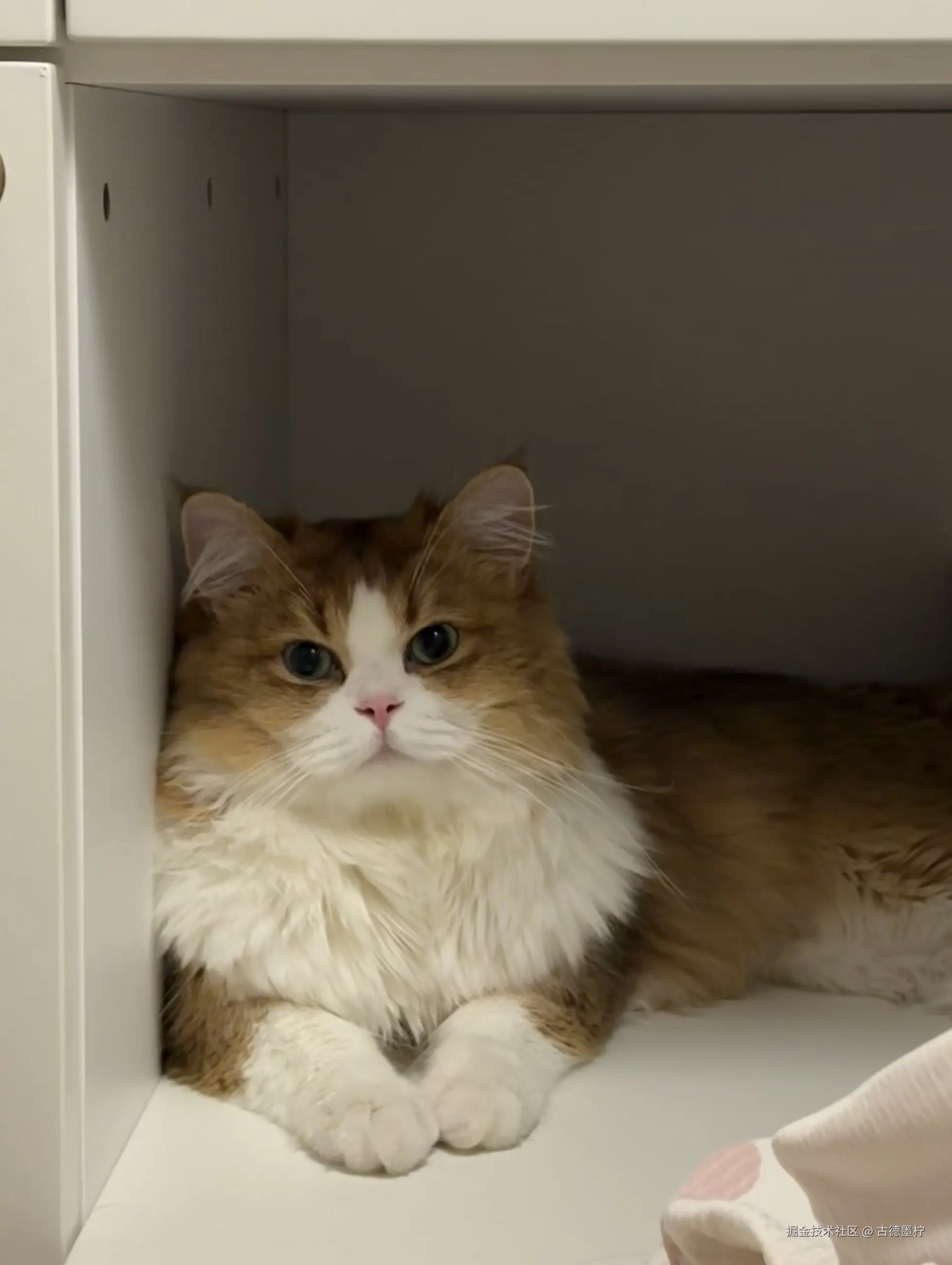 古德墨柠于2025-07-31 15:52发布的图片