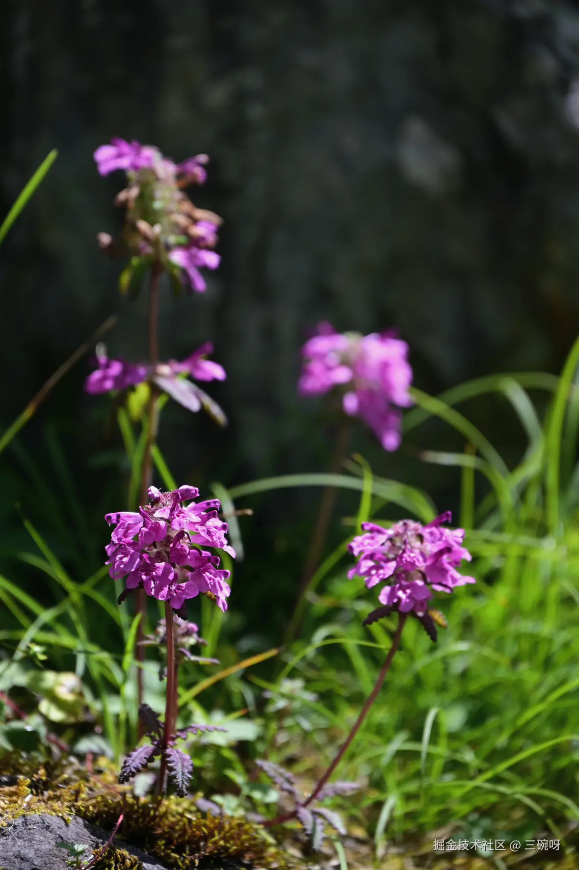 三碗呀于2025-08-04 10:26发布的图片