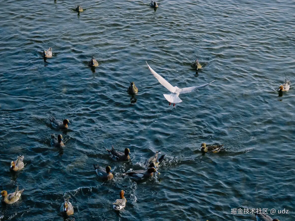 udz于2024-12-20 09:14发布的图片