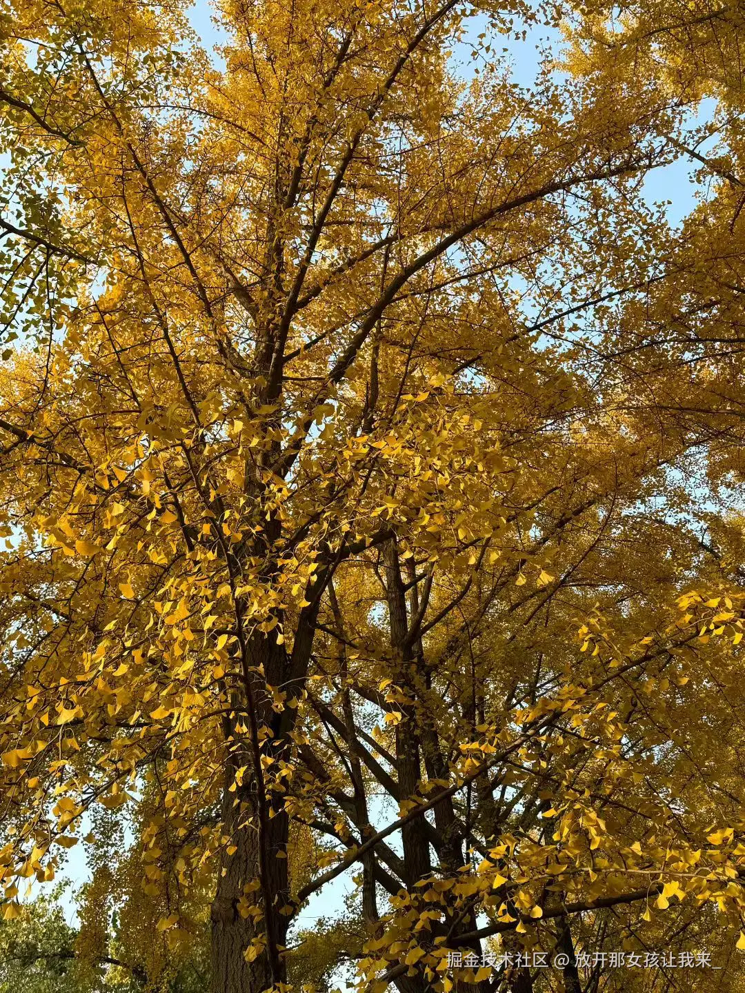 放开那女孩让我来_于2025-11-09 10:47发布的图片