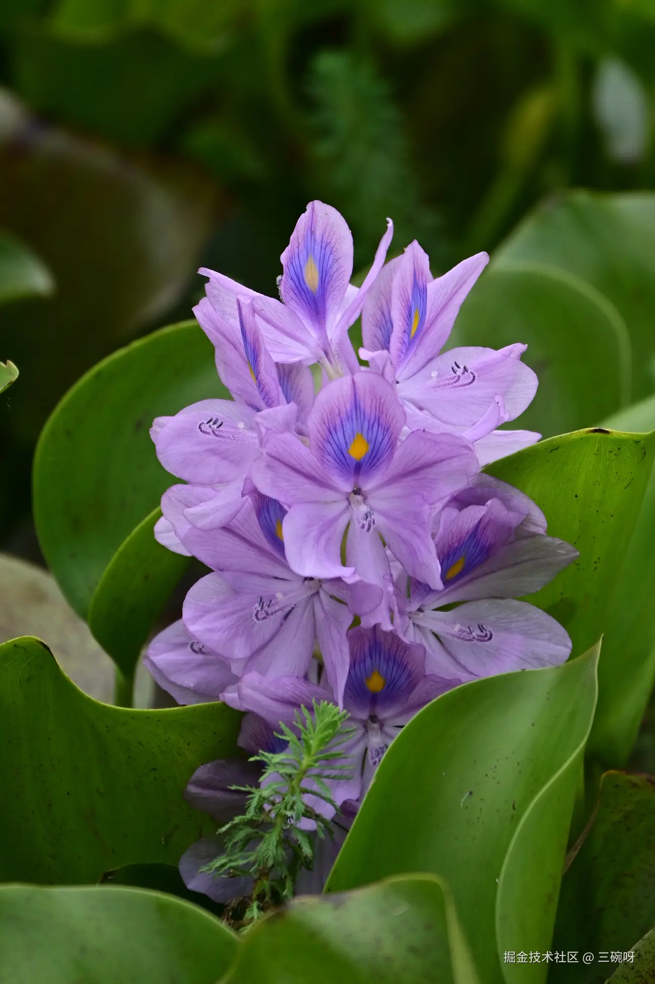 三碗呀于2025-06-23 10:33发布的图片