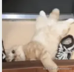 狗熊岭在逃翠花于2025-10-16 13:27发布的图片