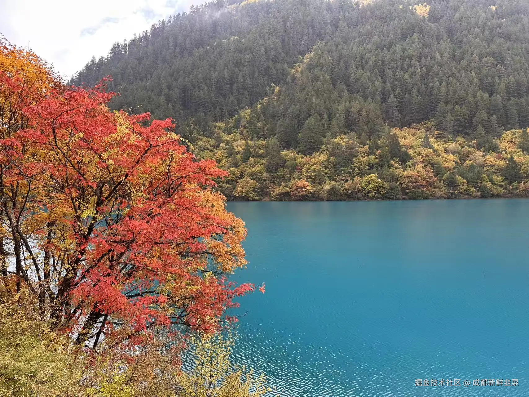 成都新鲜韭菜于2025-11-03 02:42发布的图片