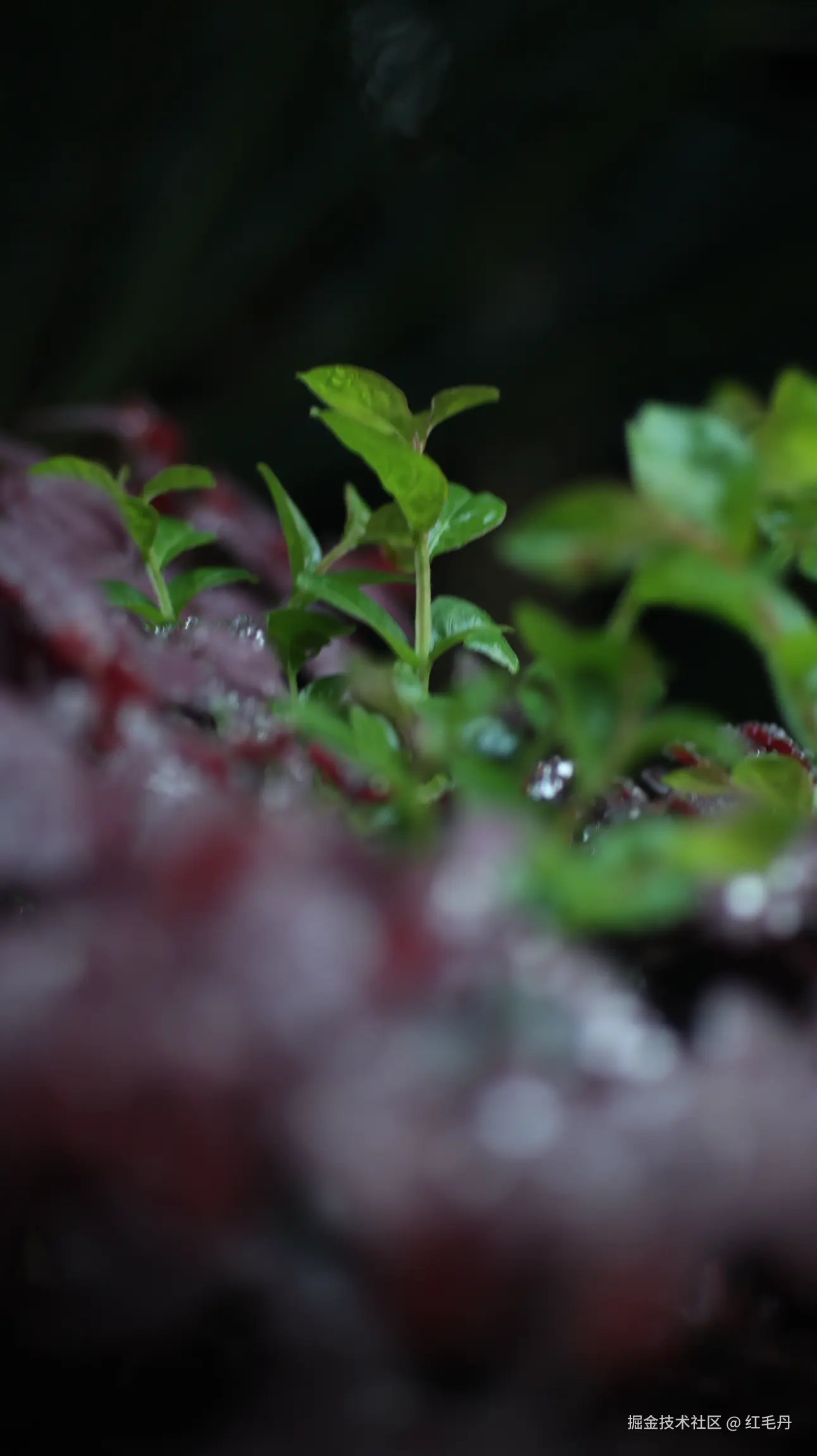 红毛丹于2026-04-15 10:57发布的图片