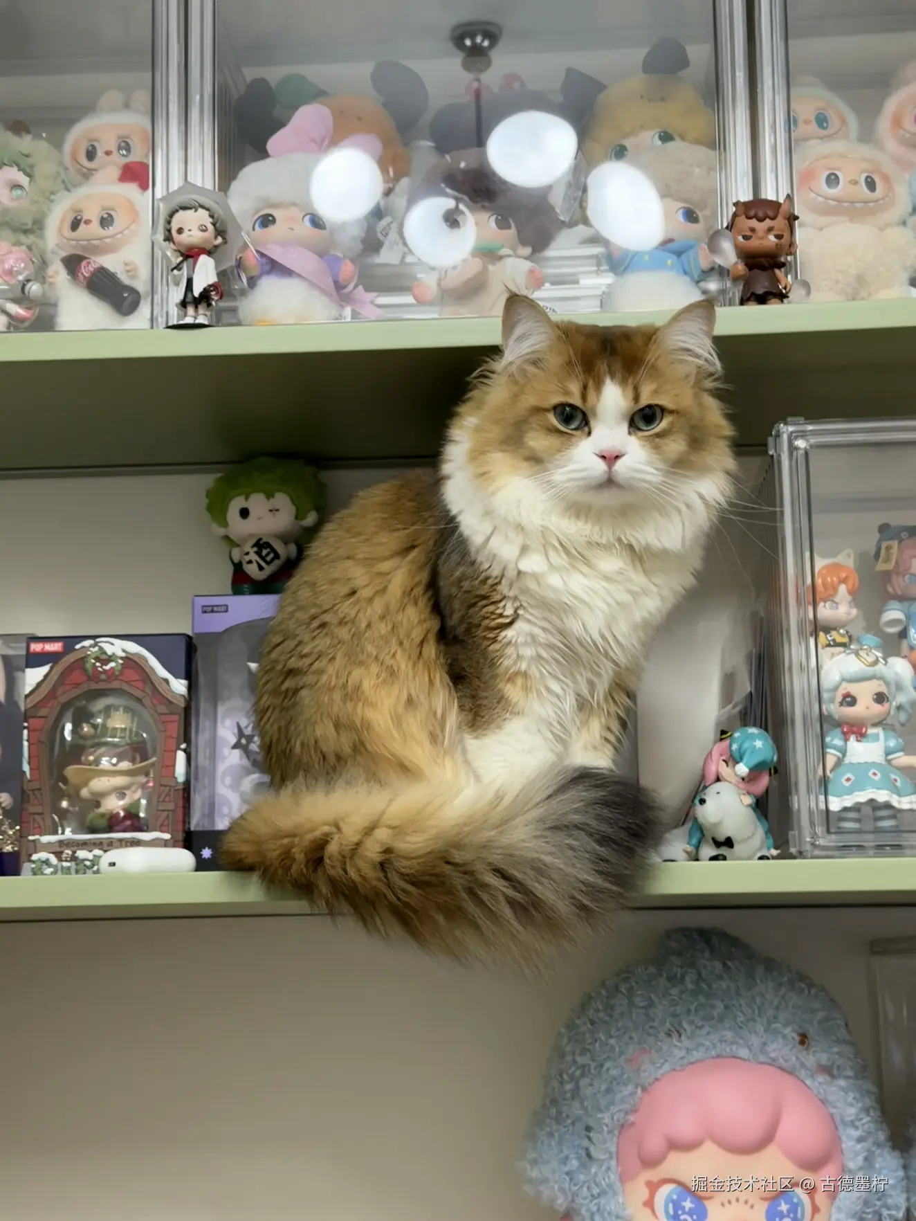 古德墨柠于2026-02-06 16:48发布的图片