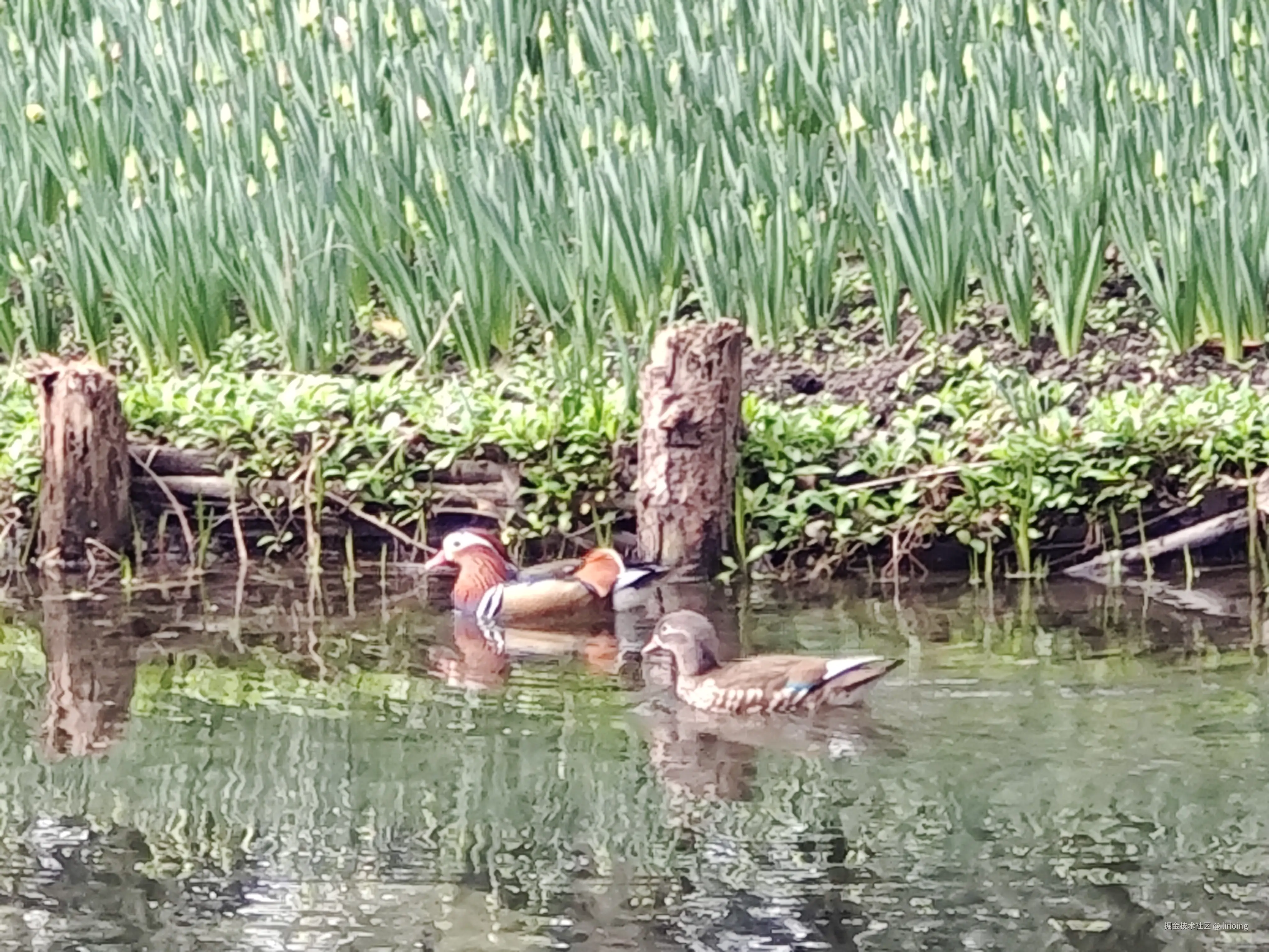 lirioing于2026-03-09 09:49发布的图片