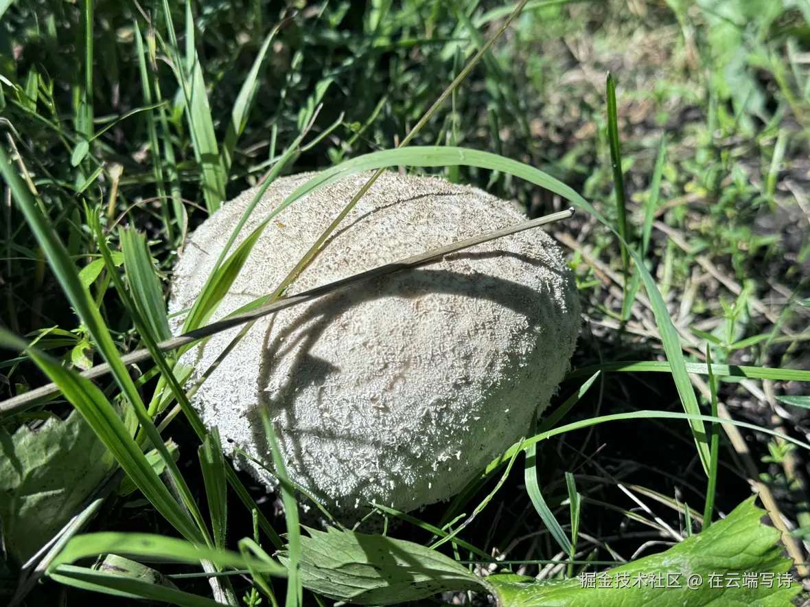 在云端写诗于2025-08-11 14:34发布的图片