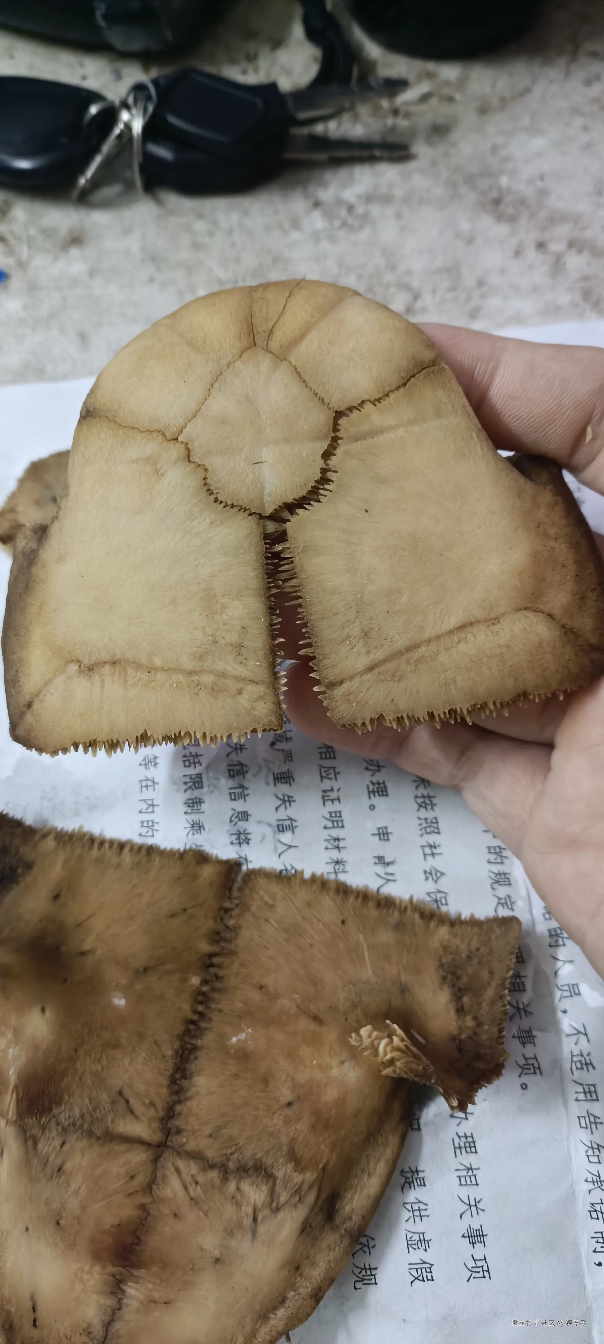 莫奈子于2025-07-15 22:52发布的图片