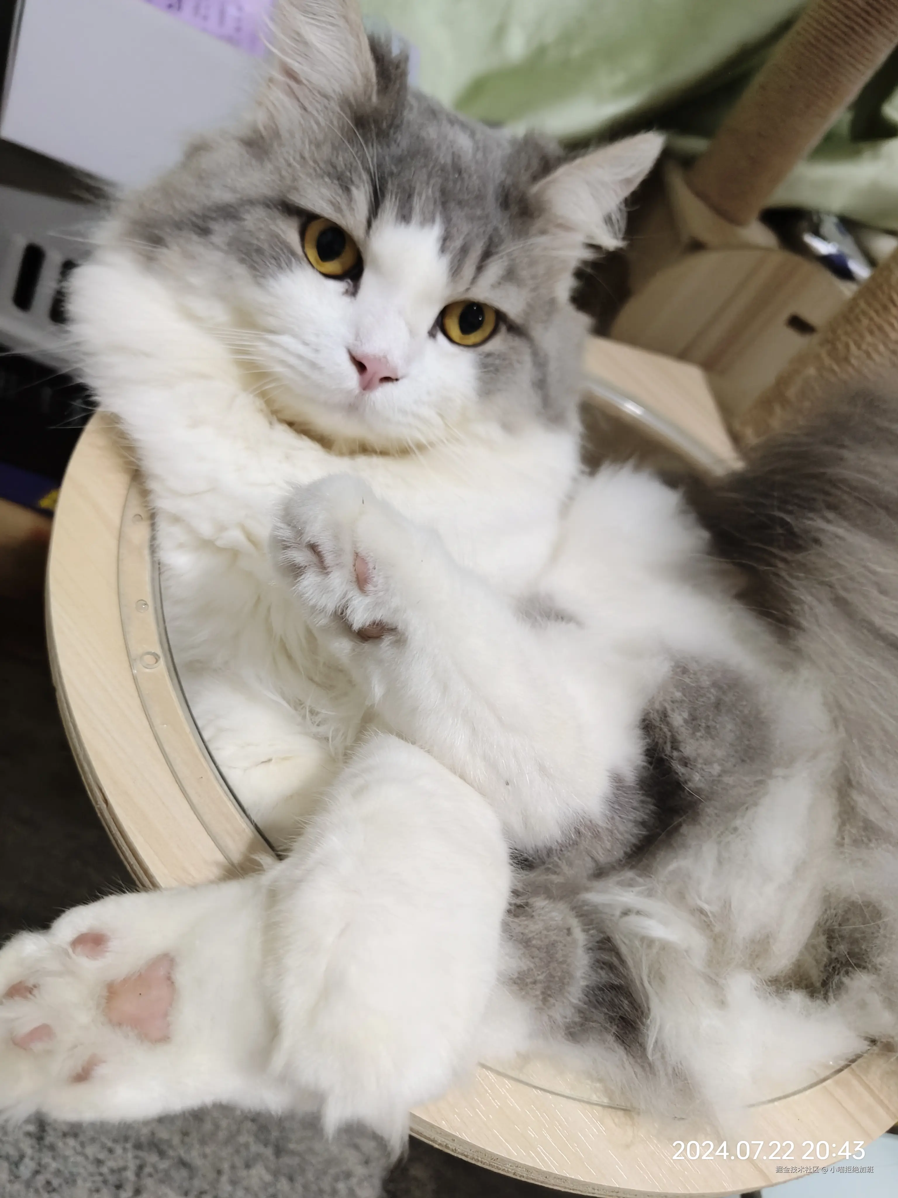 小喵拒绝加班于2024-07-27 15:44发布的图片