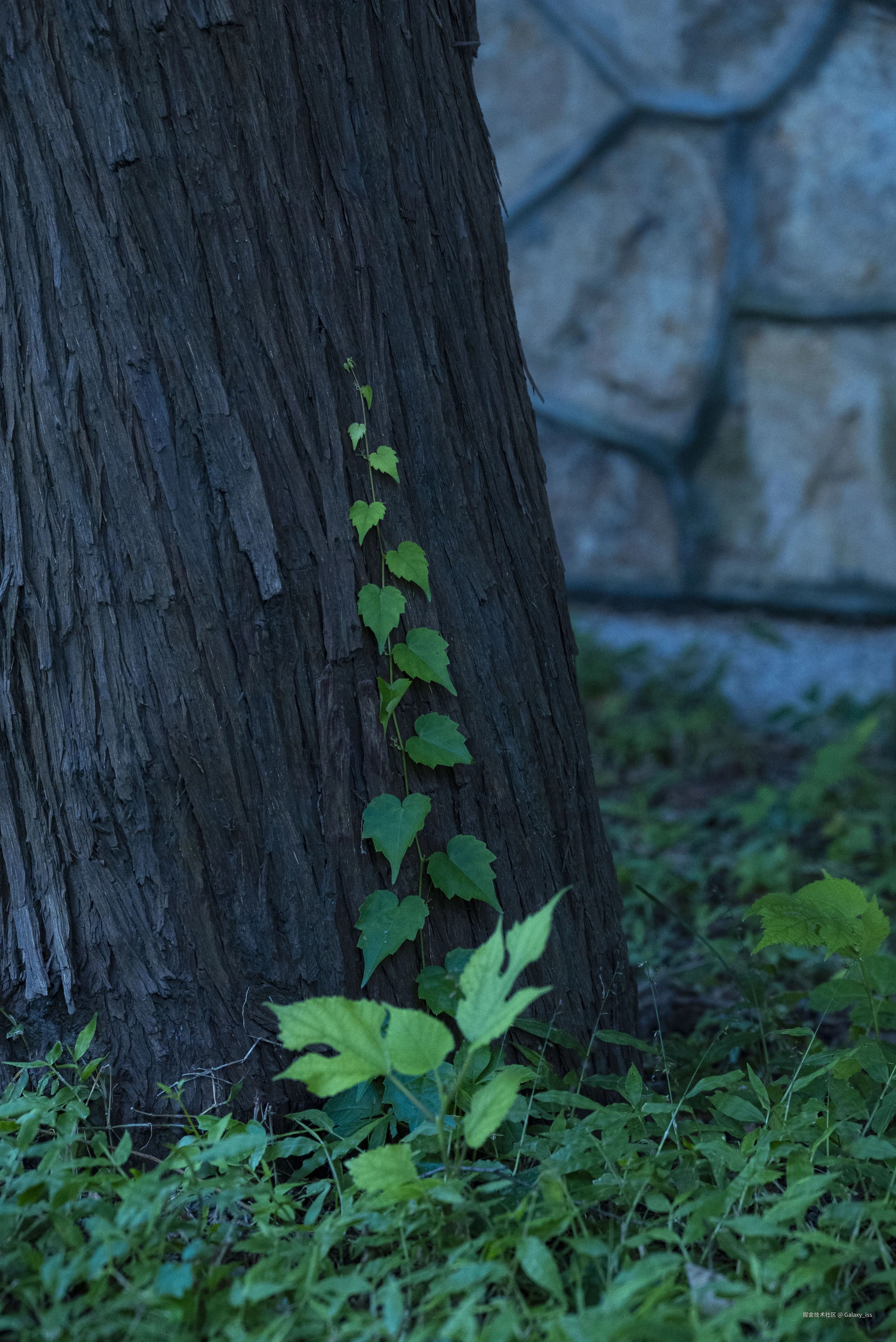 Galaxy_iss于2024-10-30 12:34发布的图片