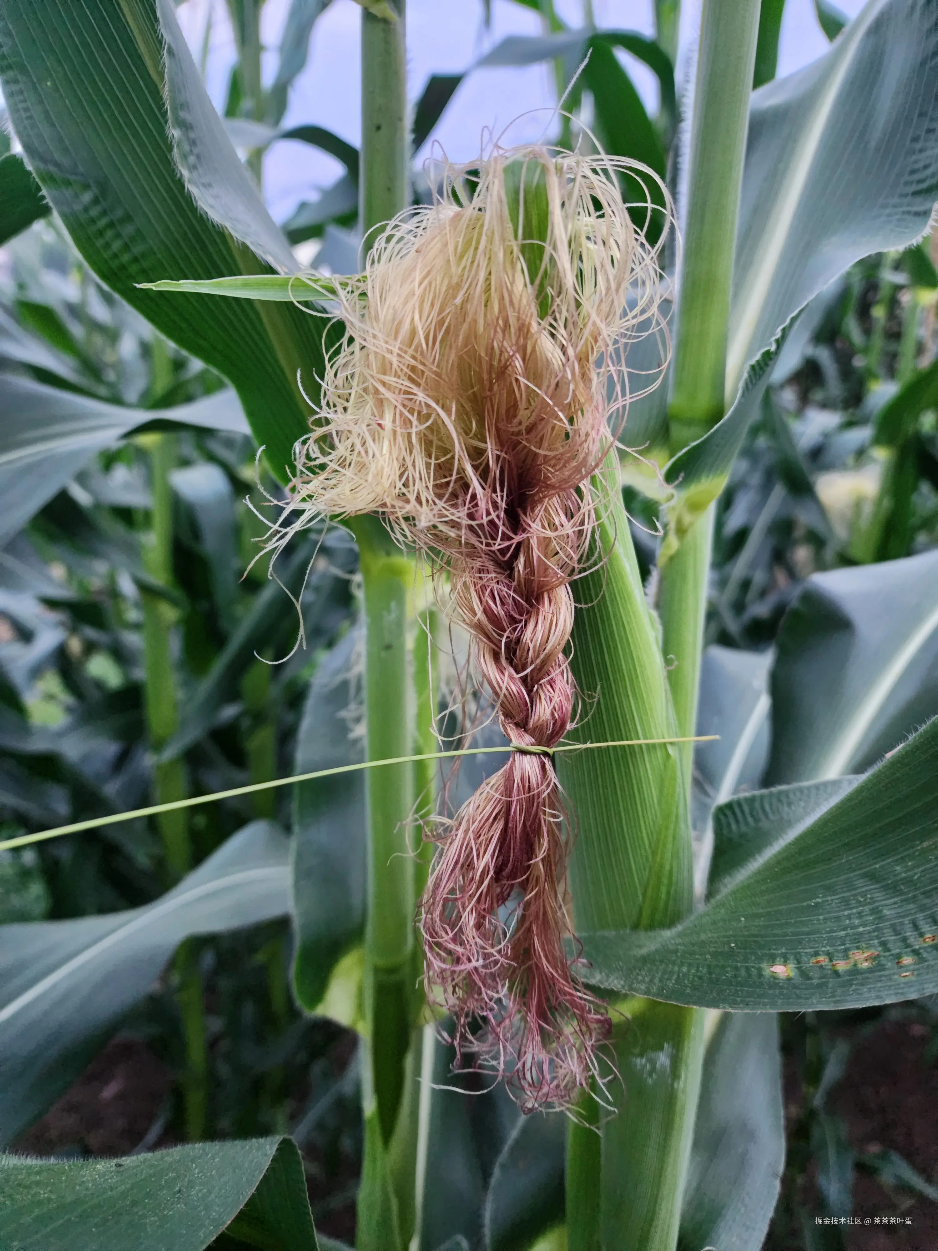 茶茶茶叶蛋于2025-12-22 10:40发布的图片