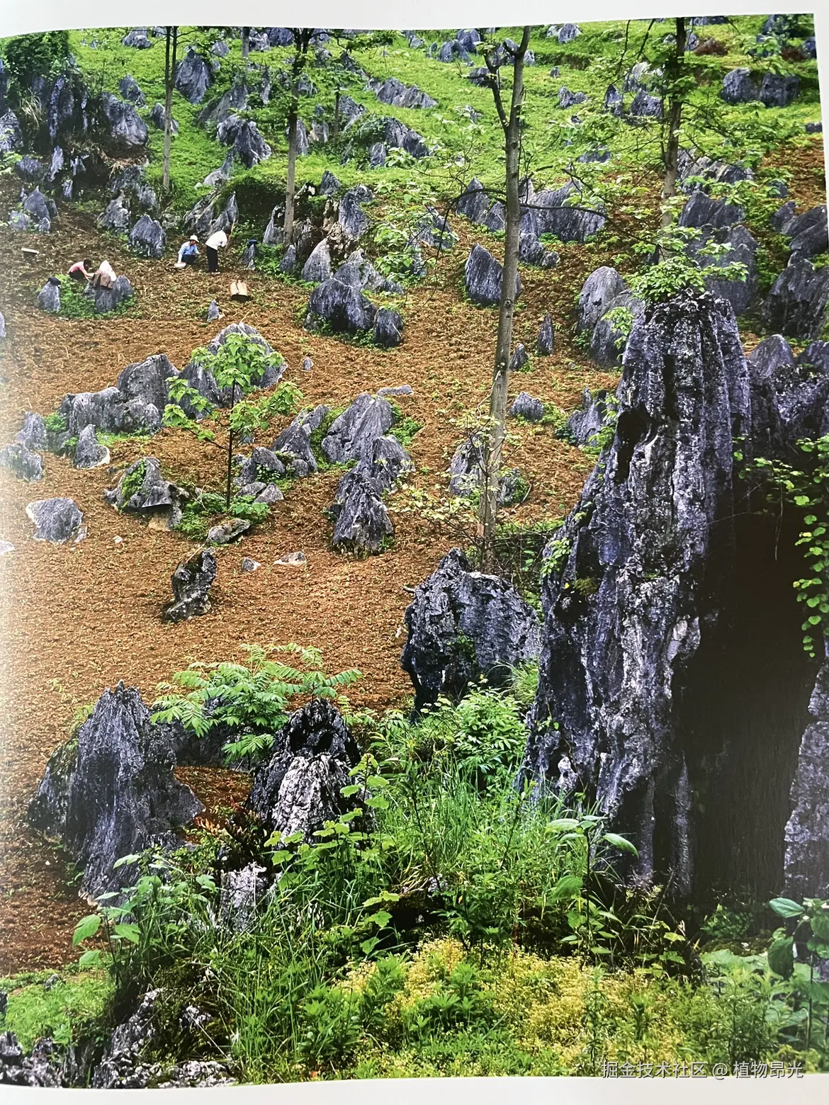 植物昂光于2026-04-06 16:14发布的图片