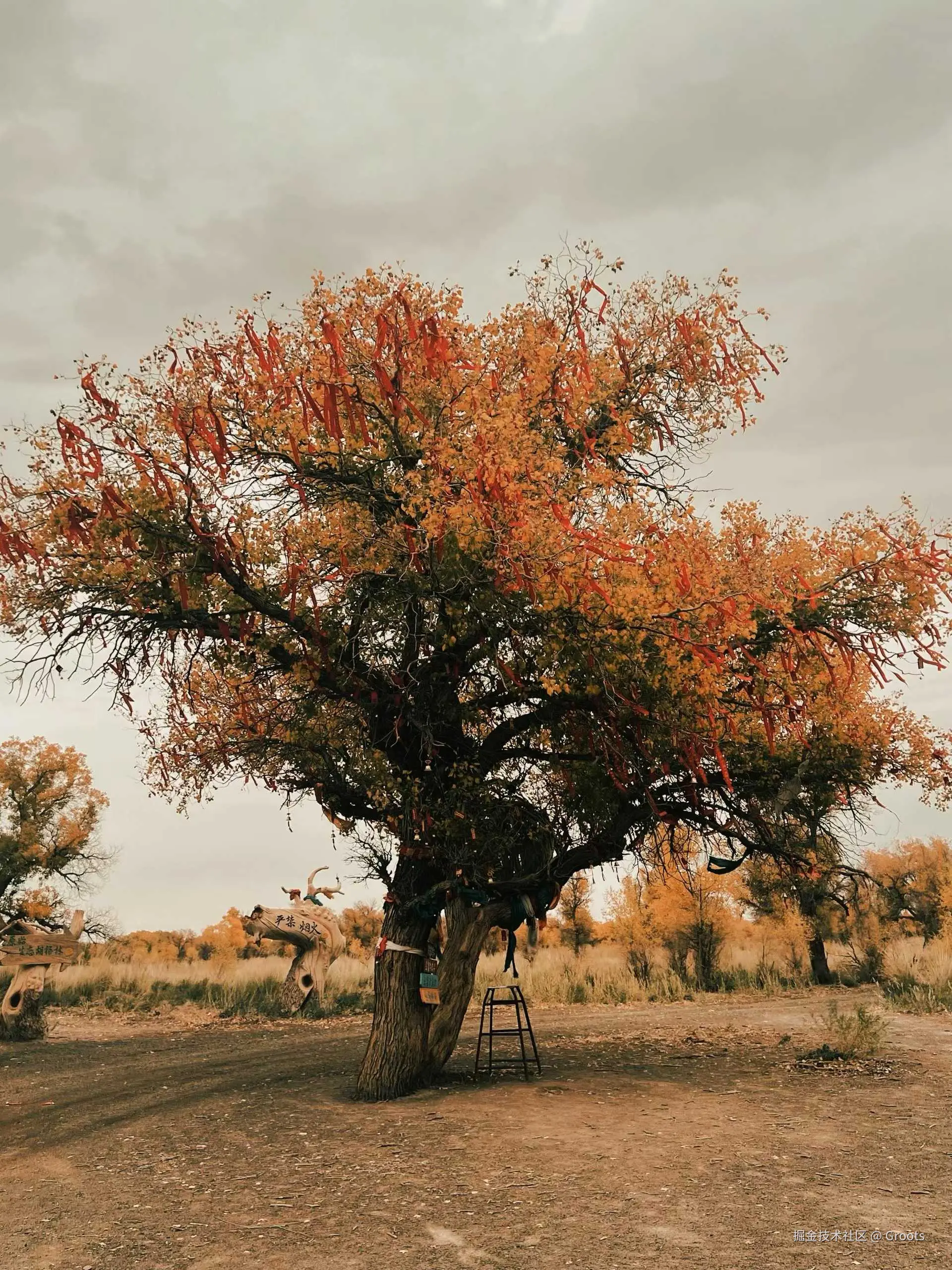 Groots于2025-09-29 01:56发布的图片