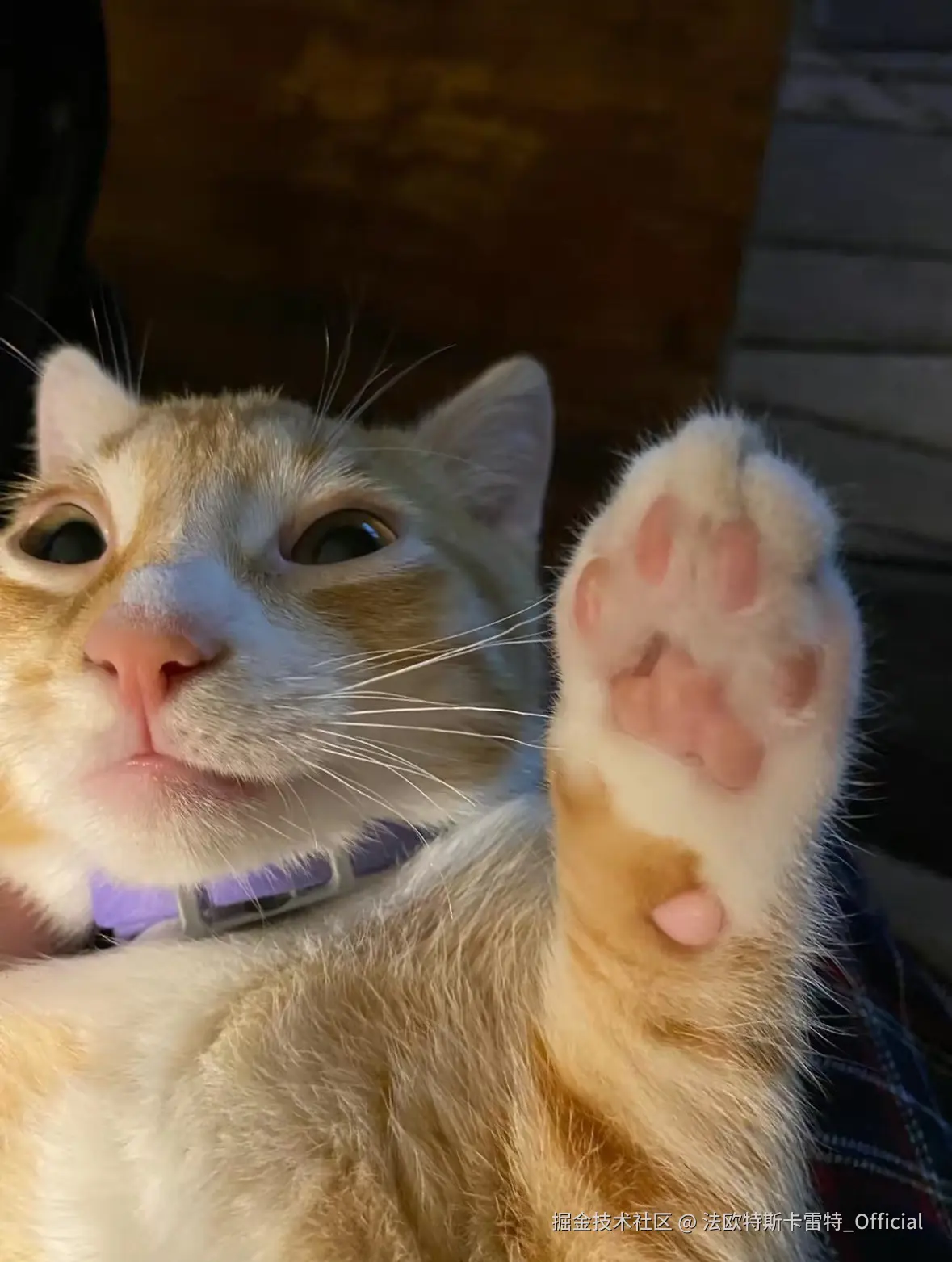 法欧特斯卡雷特_Official于2024-11-18 08:49发布的图片