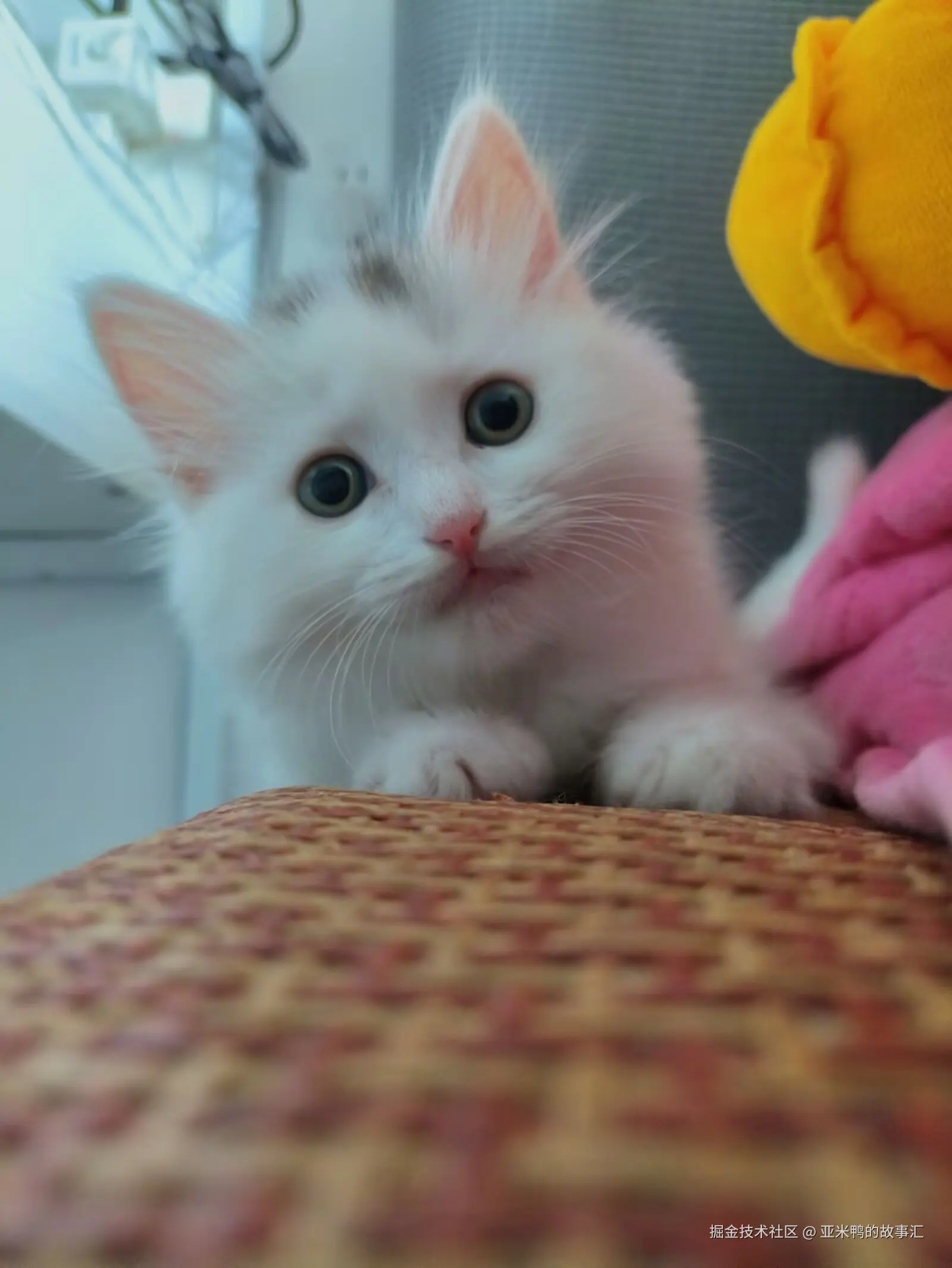 亚米鸭的故事汇于2025-06-19 11:05发布的图片