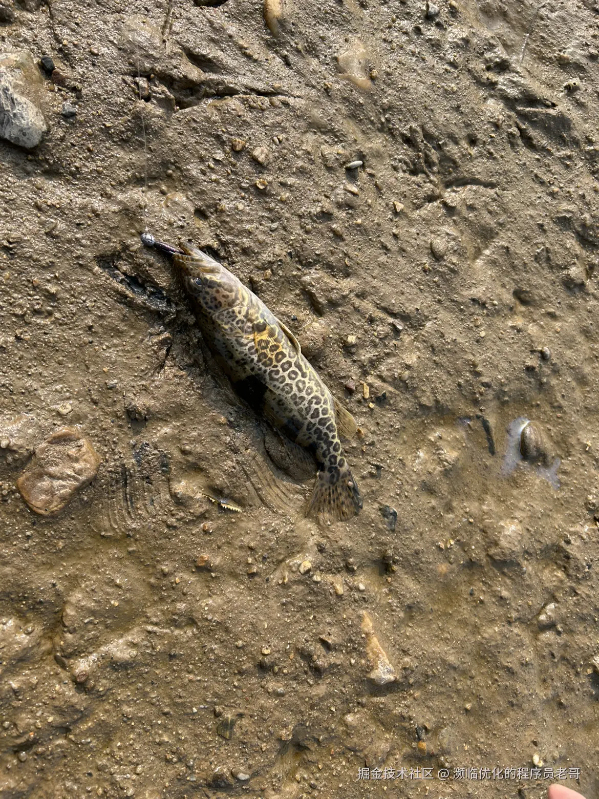 濒临优化的程序员老哥于2024-11-06 09:27发布的图片