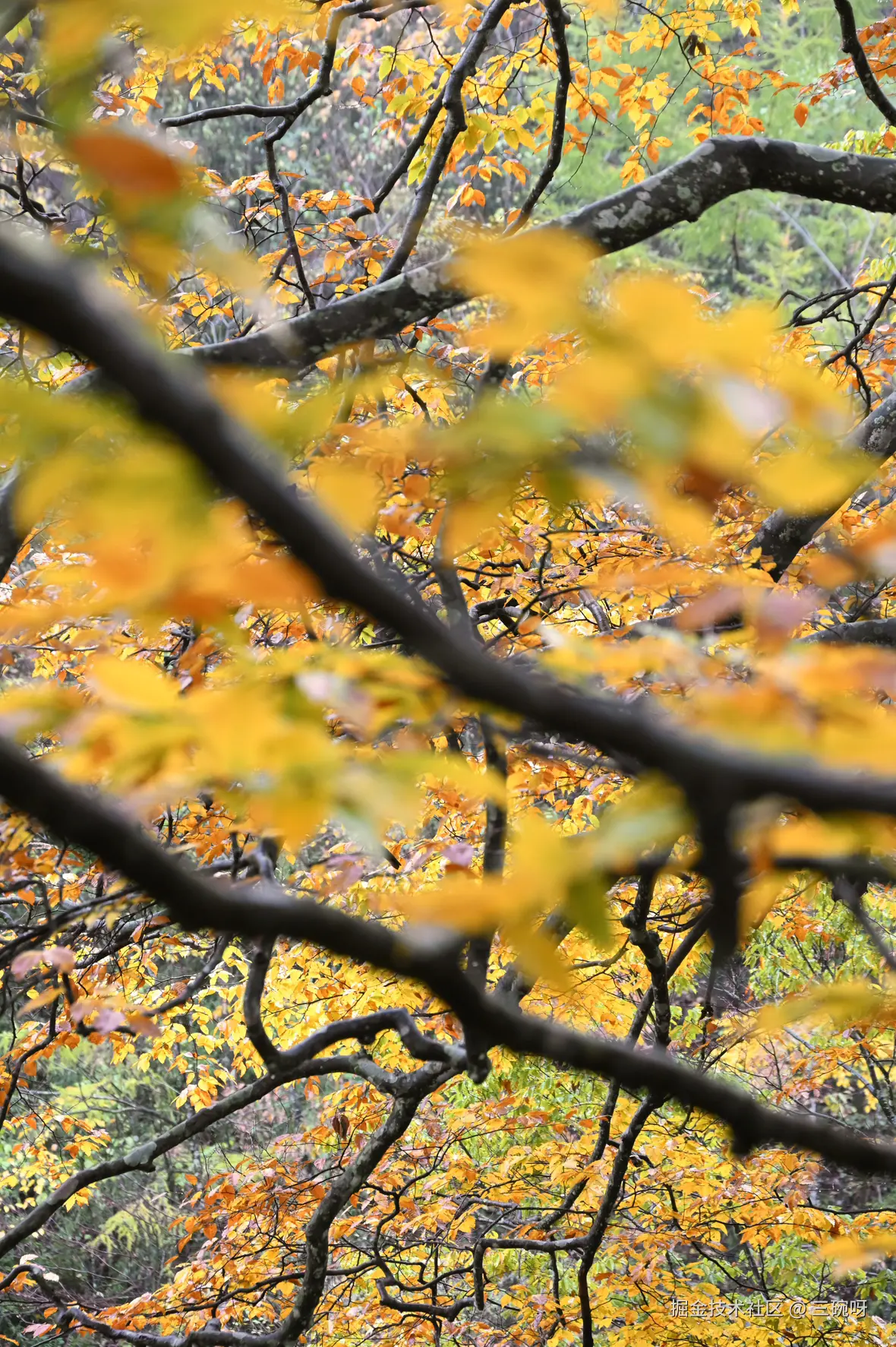 三碗呀于2024-10-28 14:26发布的图片