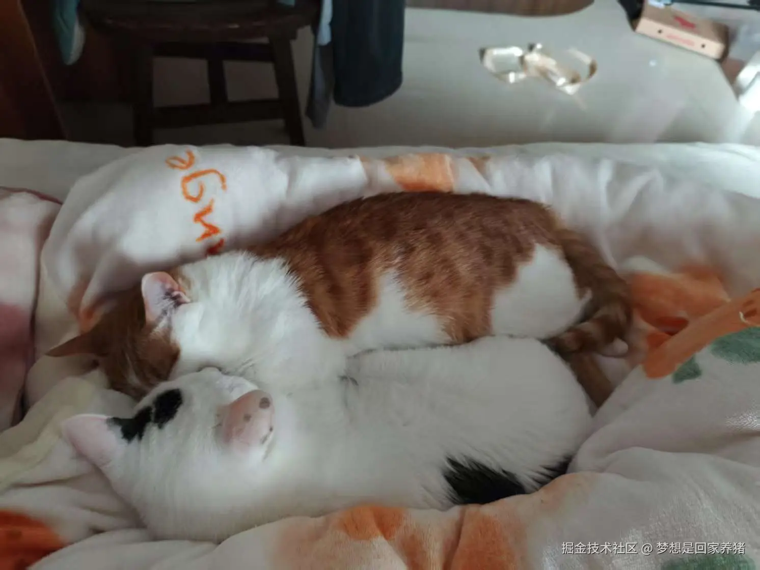 梦想是回家养猪于2025-02-28 09:31发布的图片