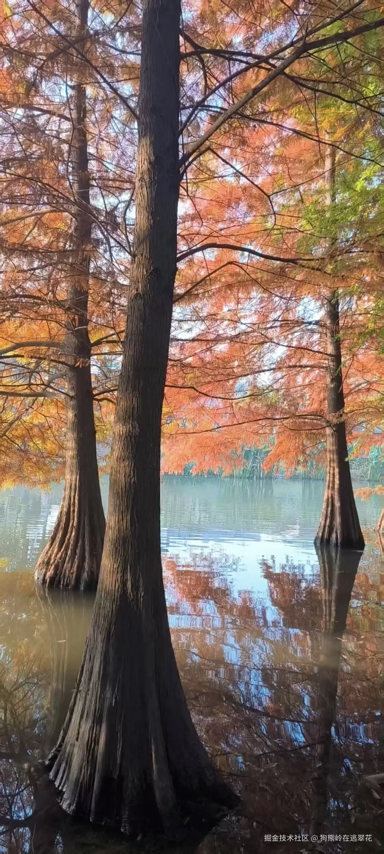 狗熊岭在逃翠花于2025-11-17 11:08发布的图片