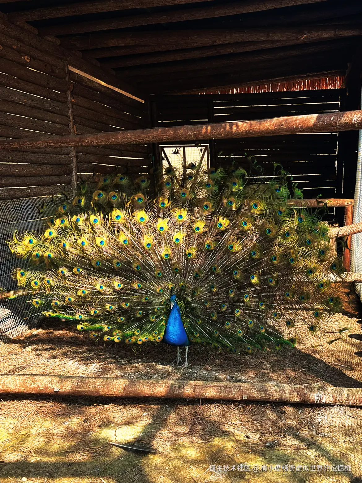 柳小里畅游虚拟世界的挖掘机于2026-02-24 10:02发布的图片