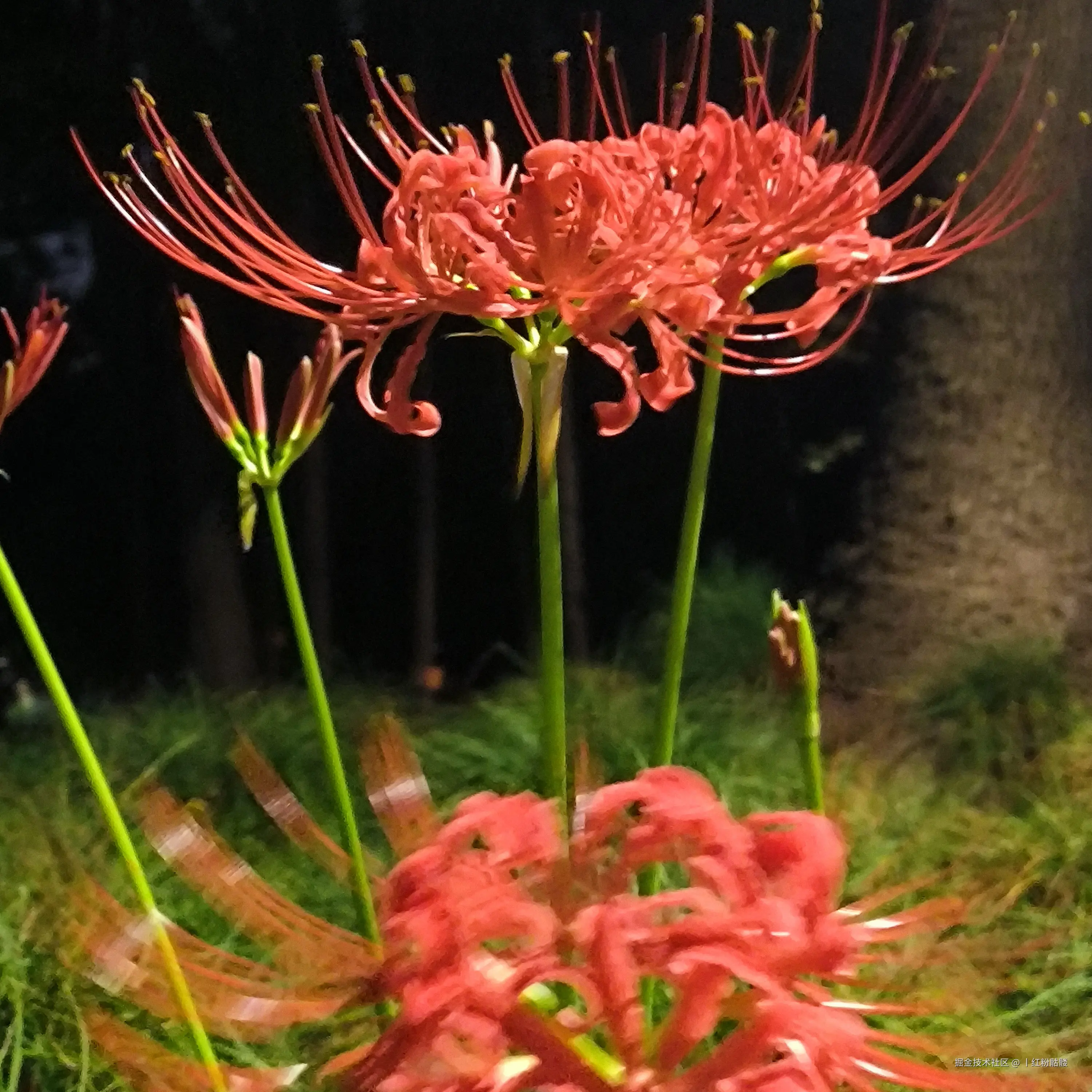 丨红粉骷髅于2025-09-23 13:30发布的图片