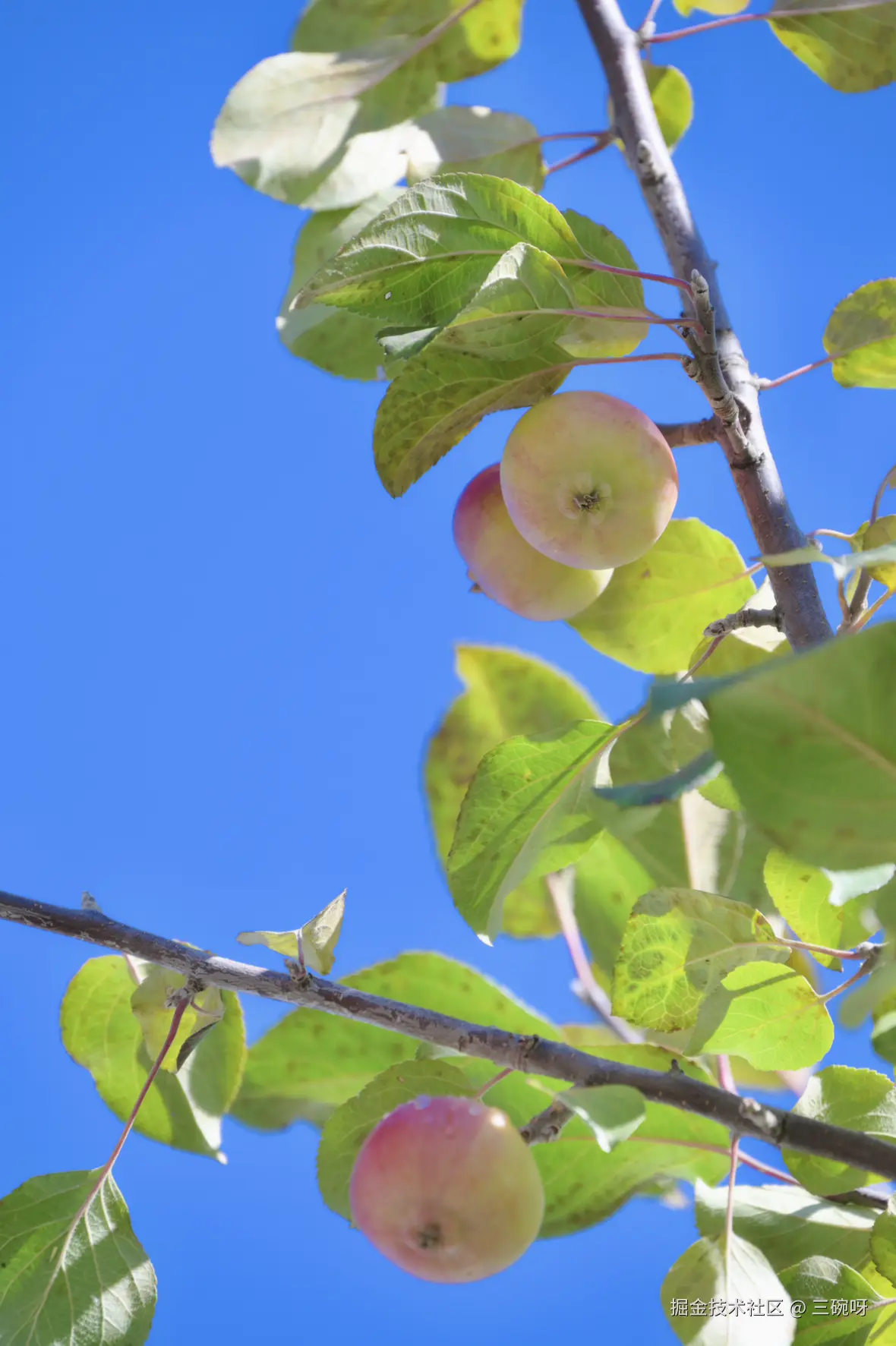 三碗呀于2025-11-24 10:42发布的图片