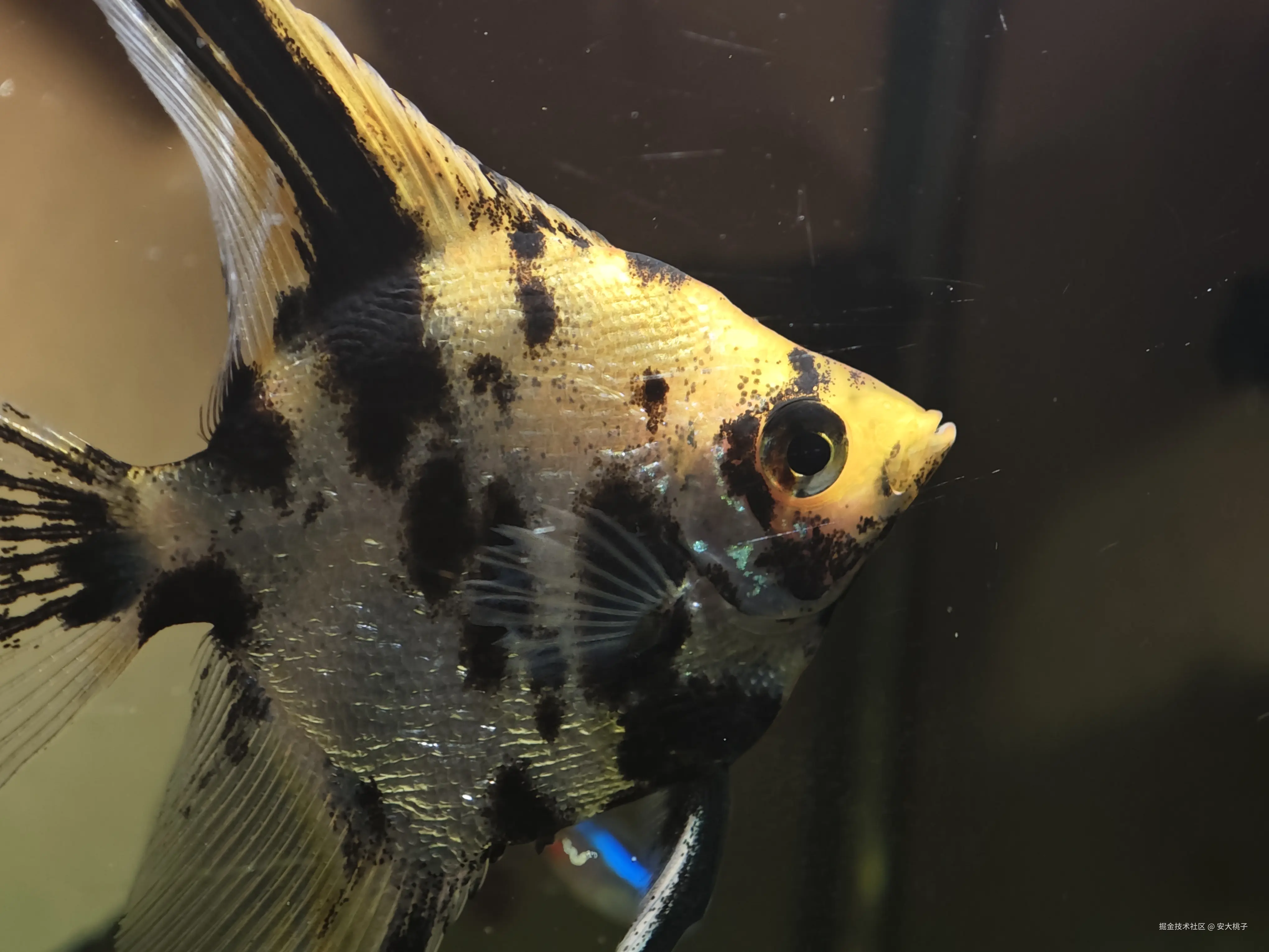 安大桃子于2026-03-26 11:17发布的图片