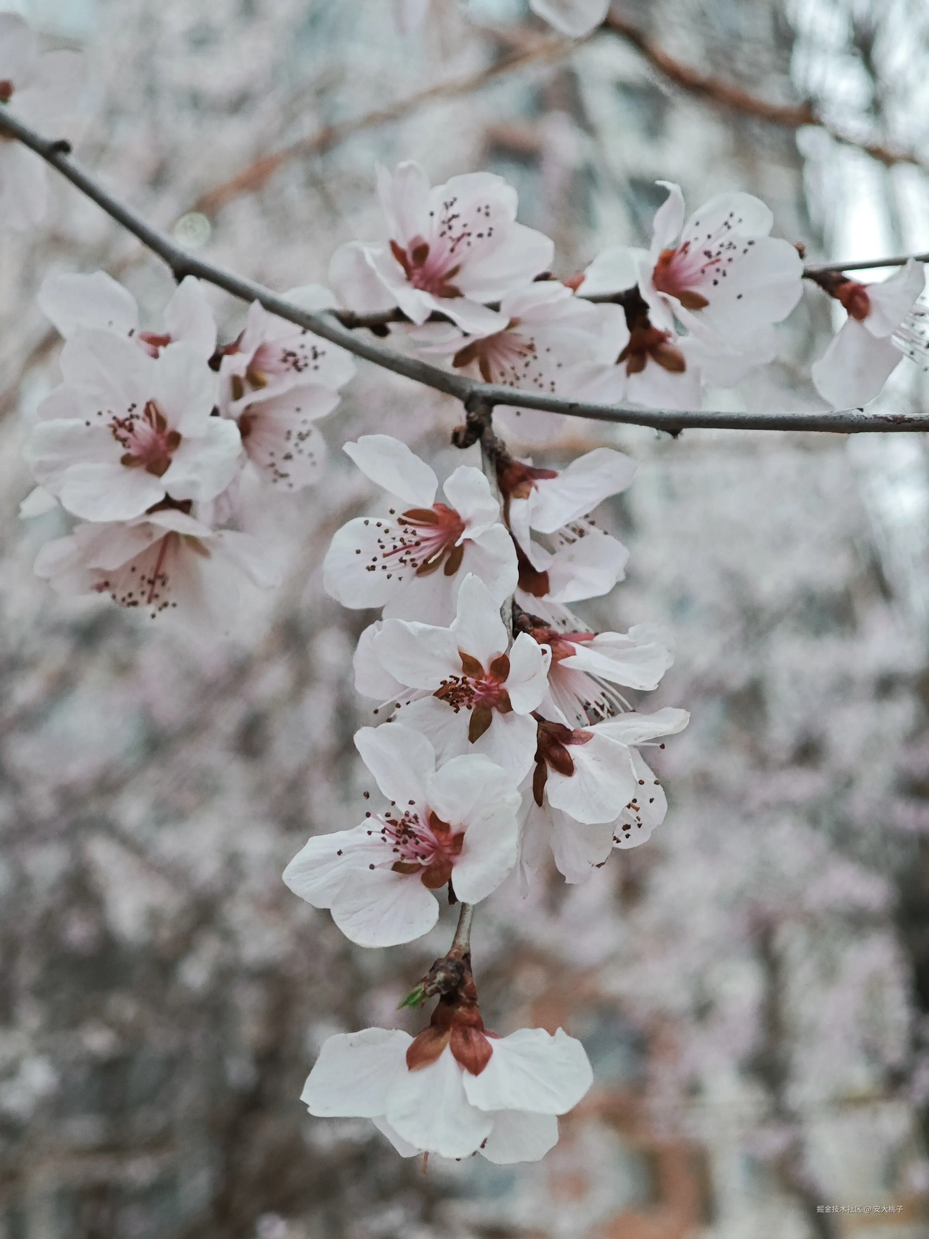 安大桃子于2026-03-21 18:53发布的图片