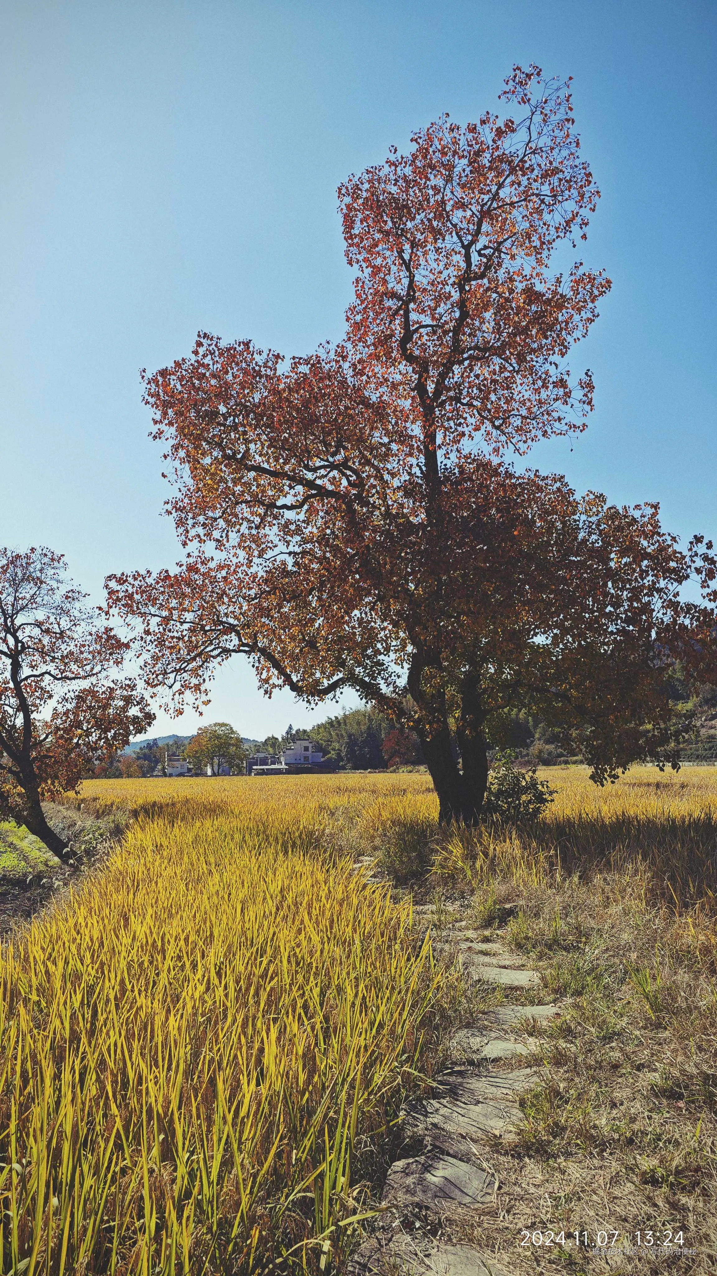 写代码治便秘于2024-11-11 02:38发布的图片