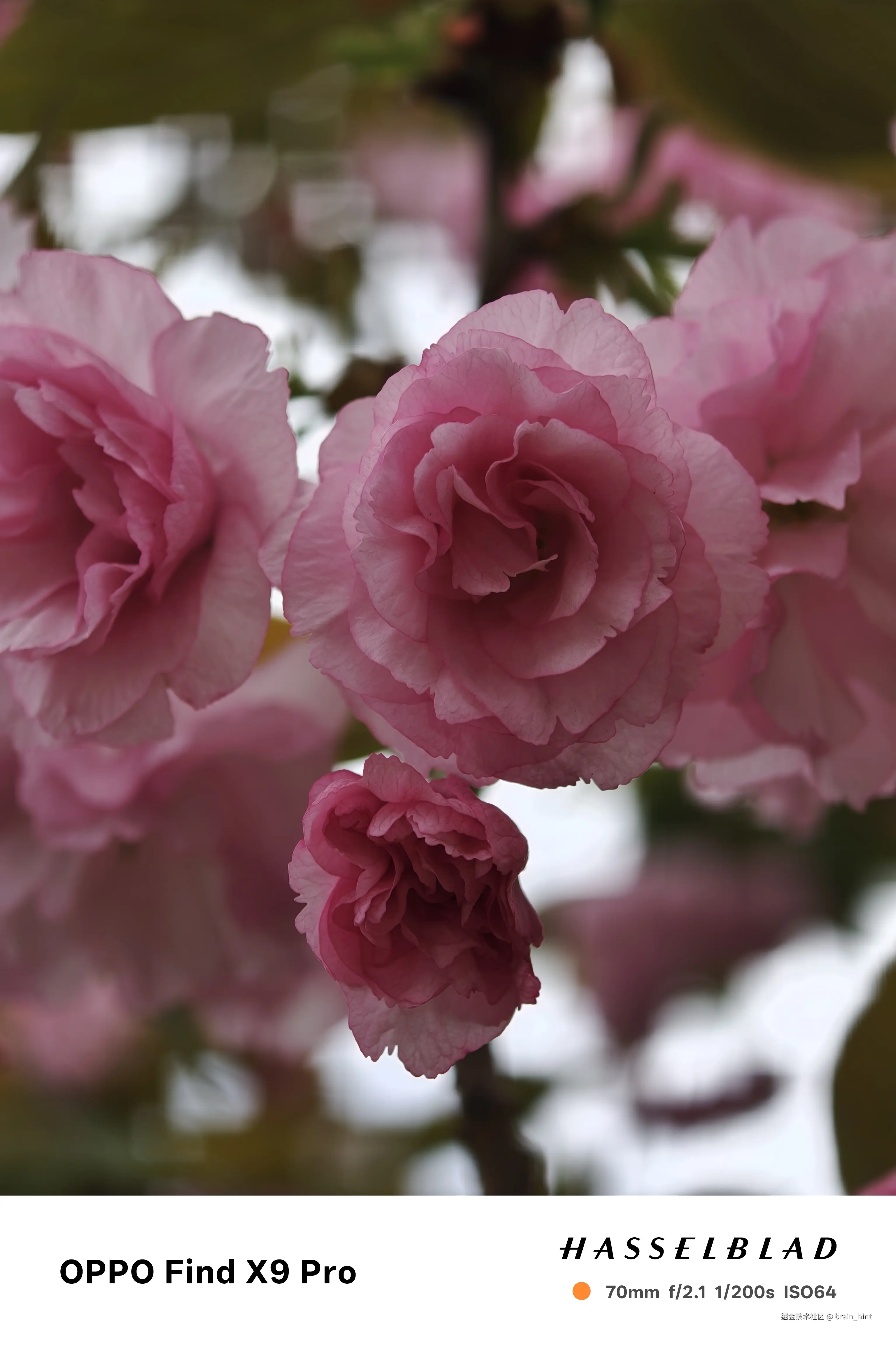 brain_hint于2026-04-09 15:53发布的图片