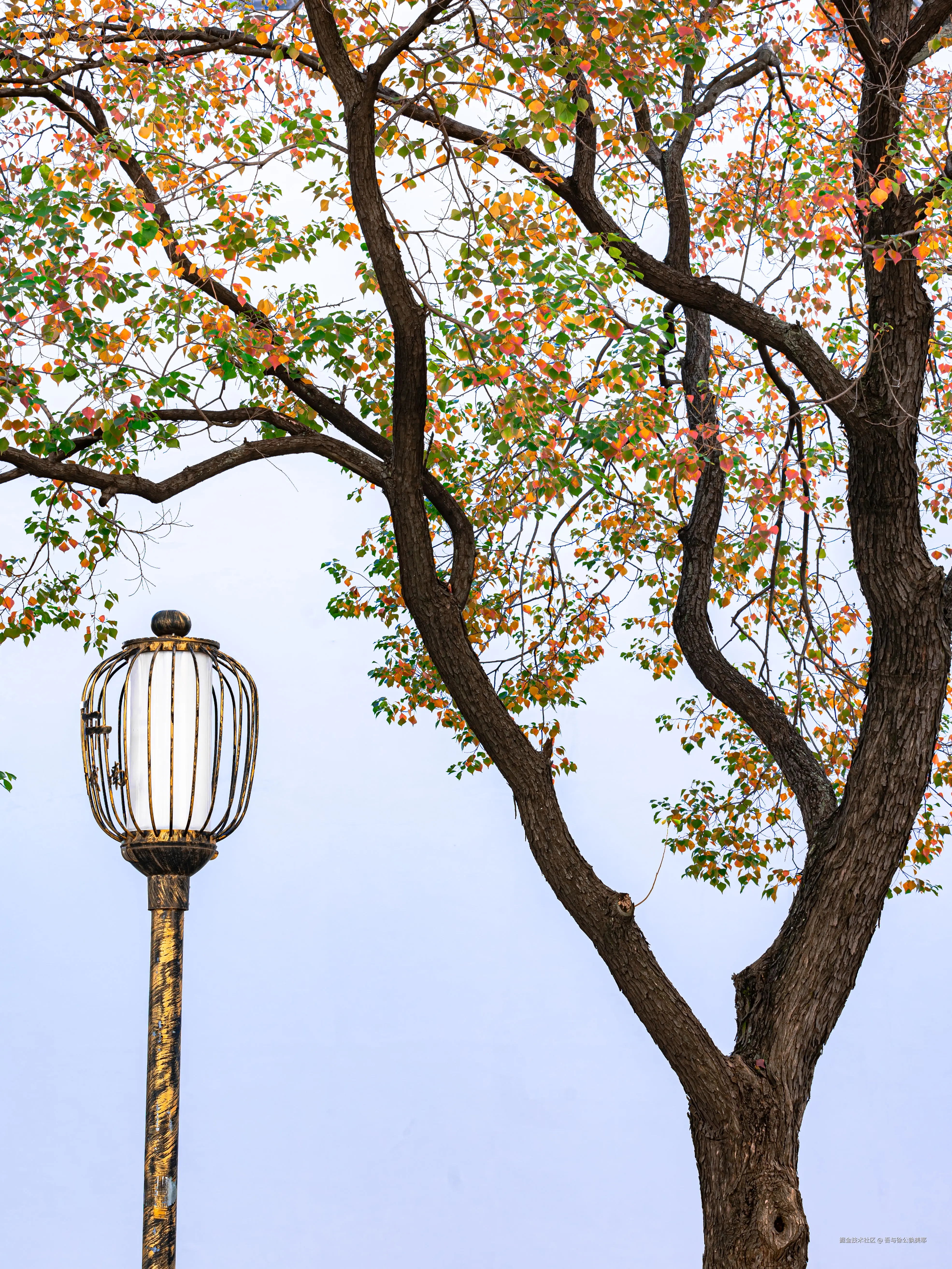 吾与徐公孰美耶于2024-11-11 09:49发布的图片