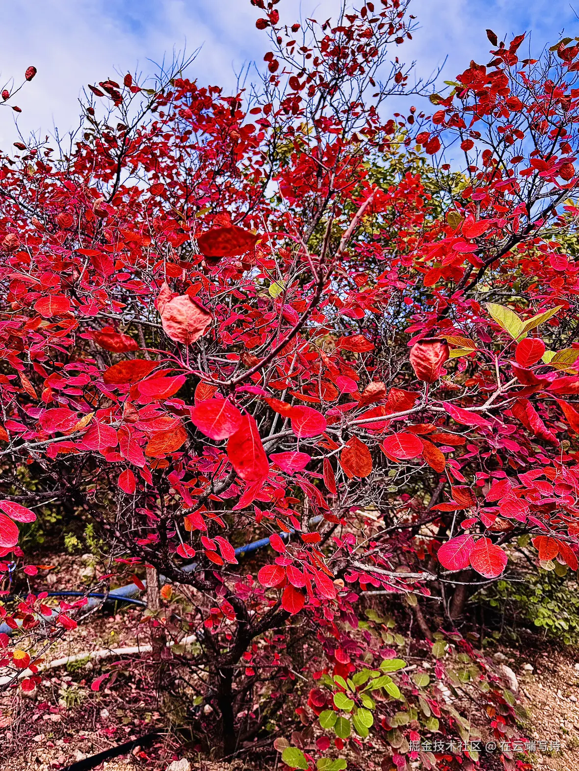 在云端写诗于2024-10-23 15:51发布的图片