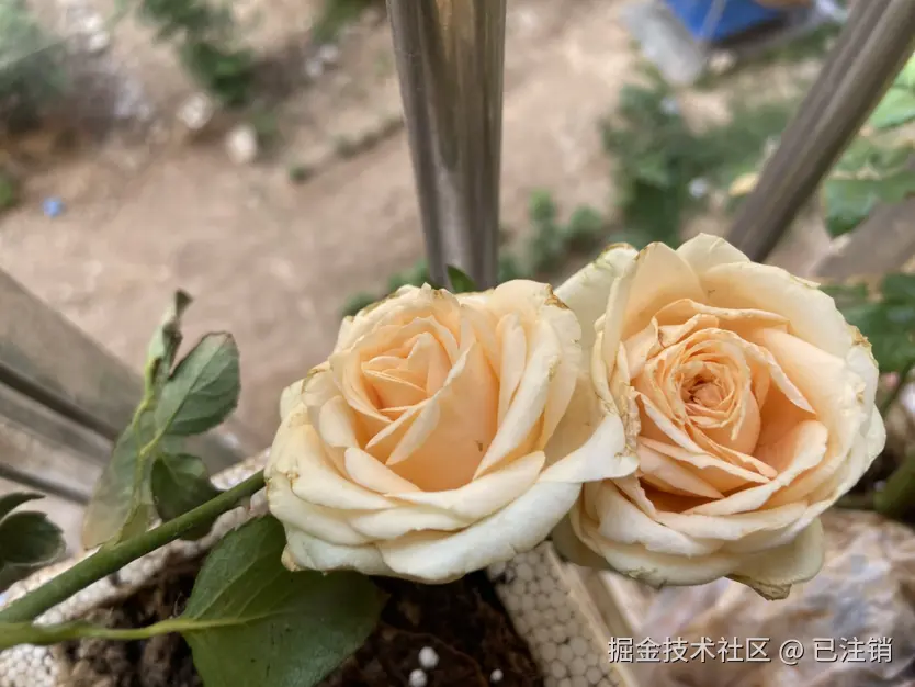 已注销于2025-06-08 22:15发布的图片