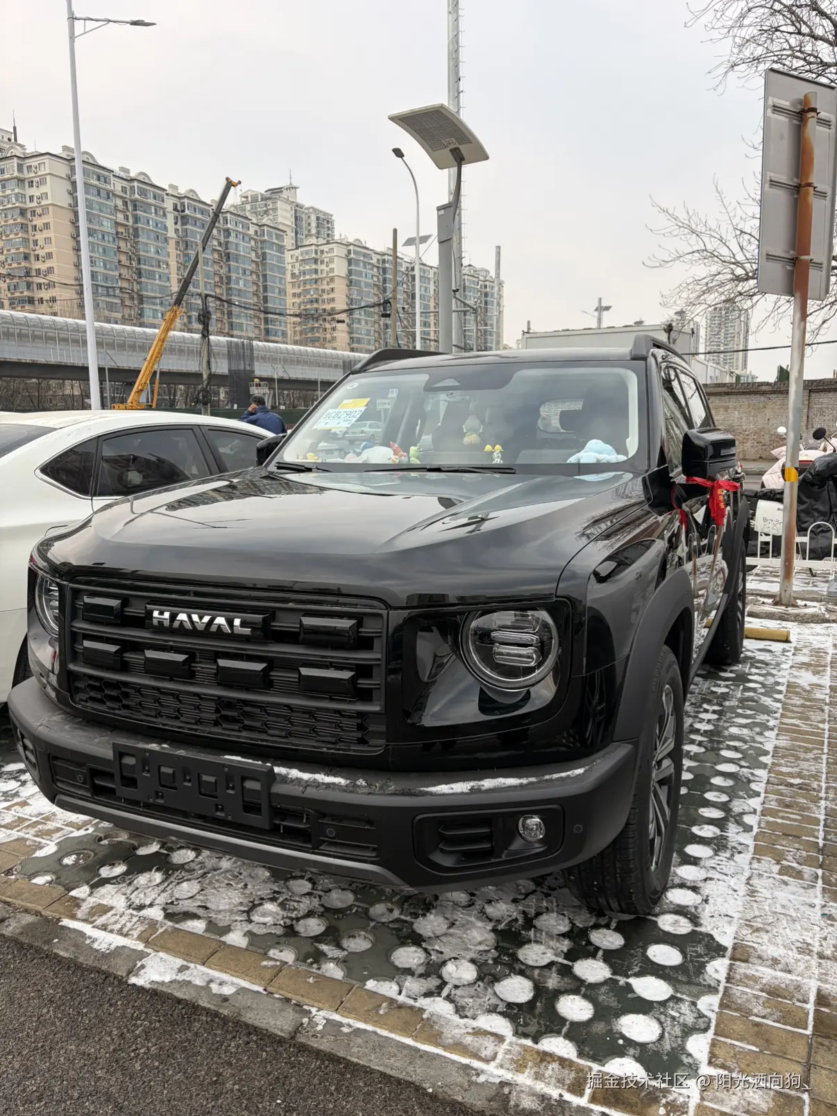 阳光洒向狗_于2026-01-23 14:50发布的图片