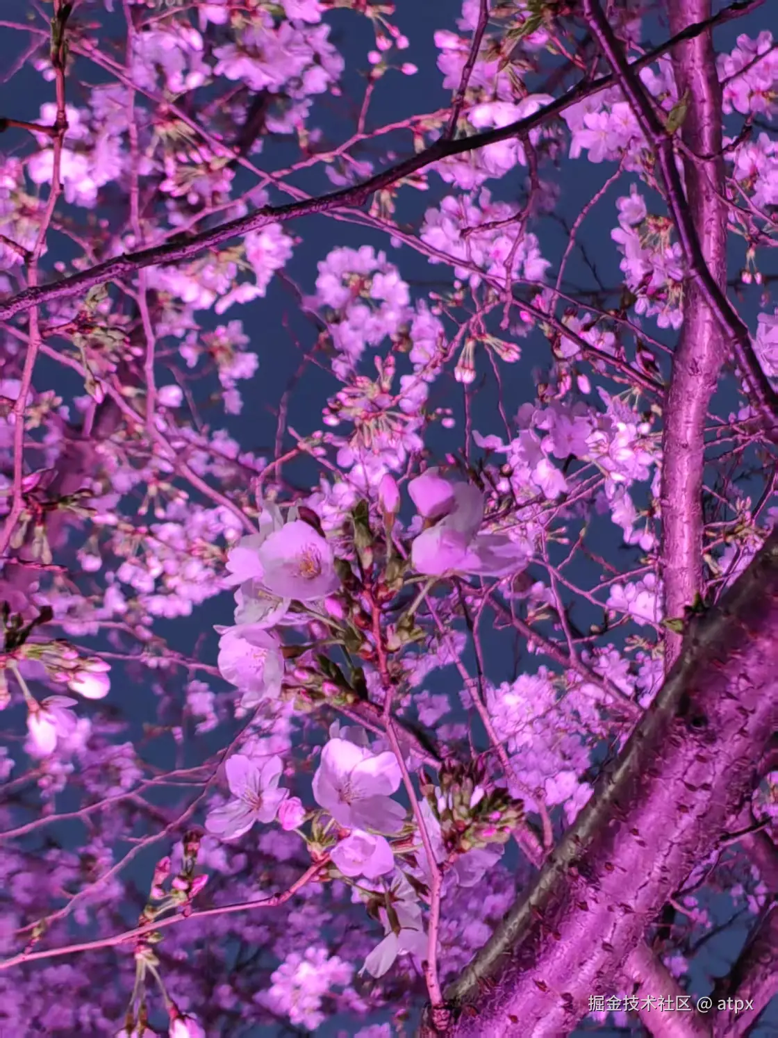 atpx于2025-03-27 09:48发布的图片