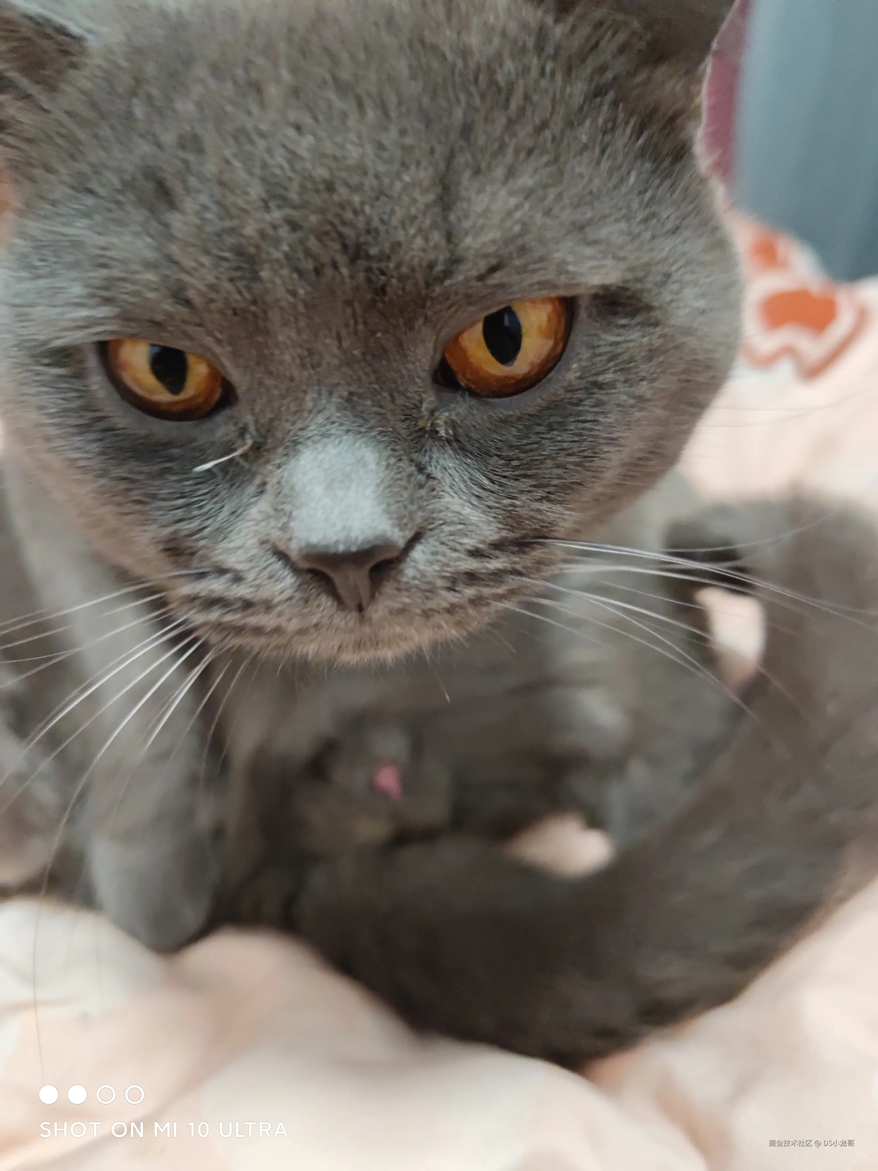 DS小龙哥于2025-07-14 15:26发布的图片