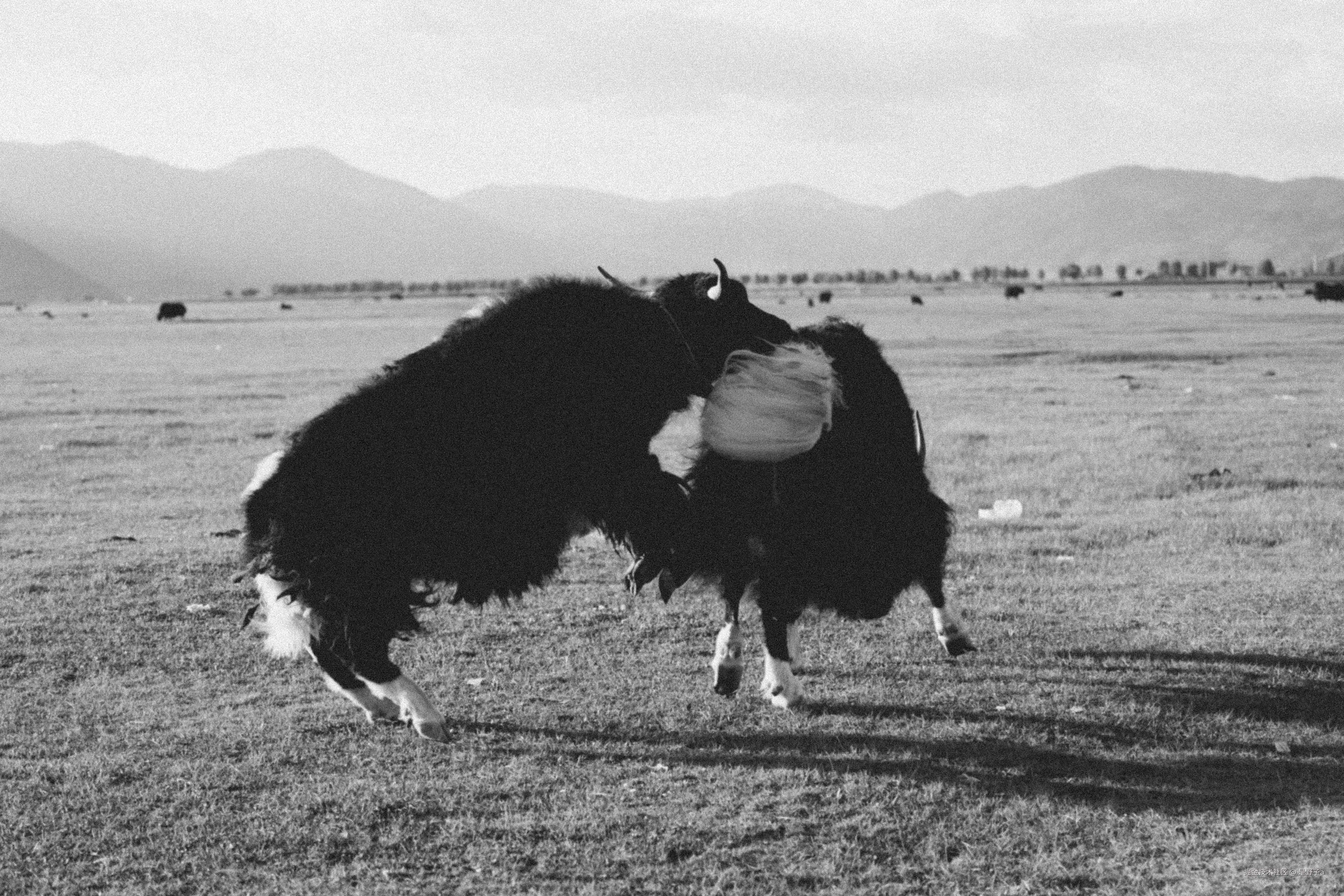 是野子a于2024-12-04 20:13发布的图片