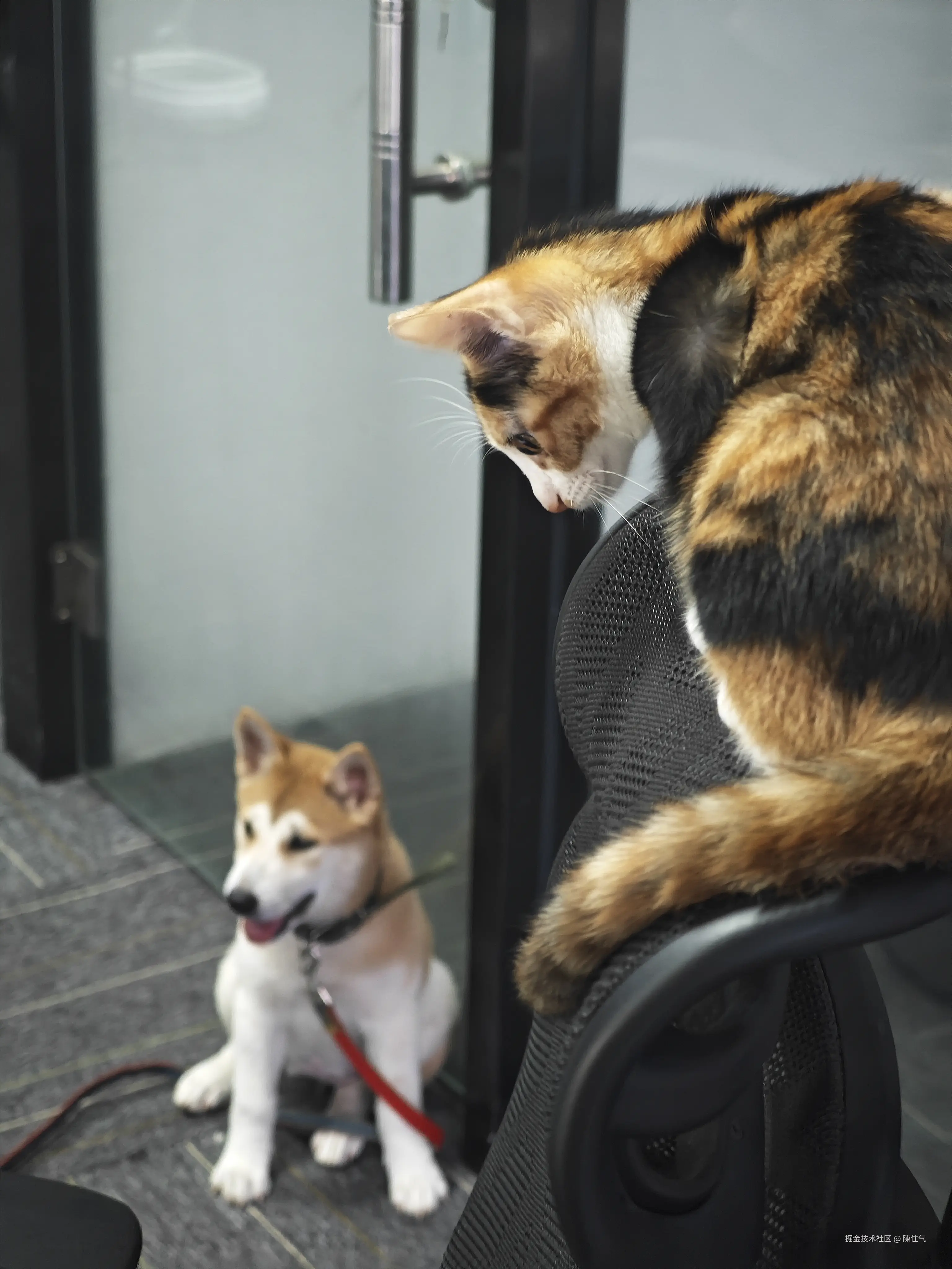 陳住气于2024-08-21 13:45发布的图片