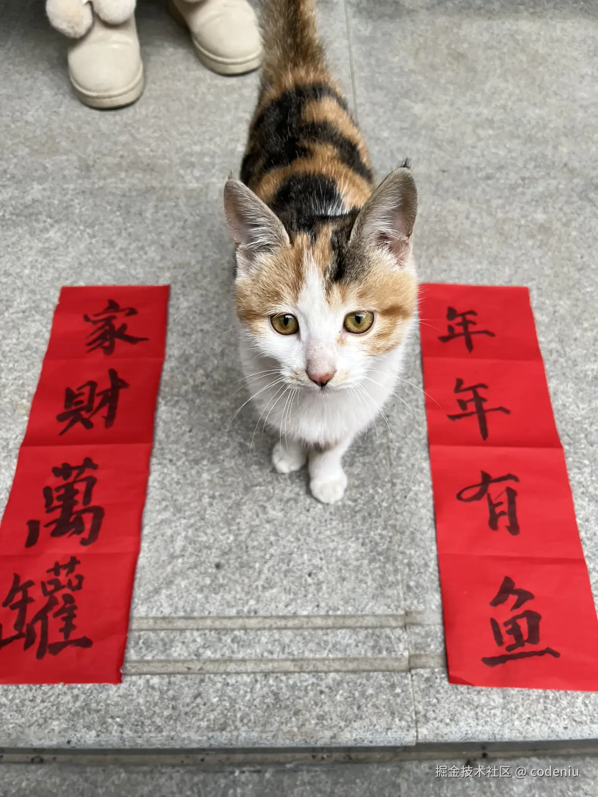 codeniu于2026-02-12 16:04发布的图片