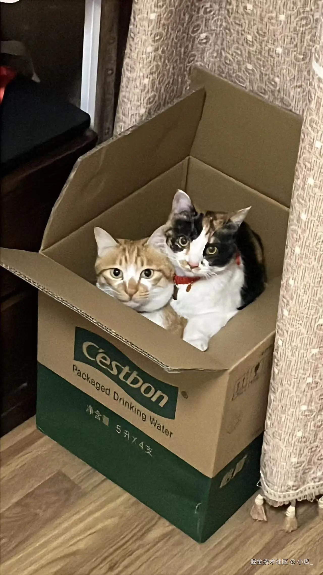 小瓜_于2026-01-28 17:02发布的图片