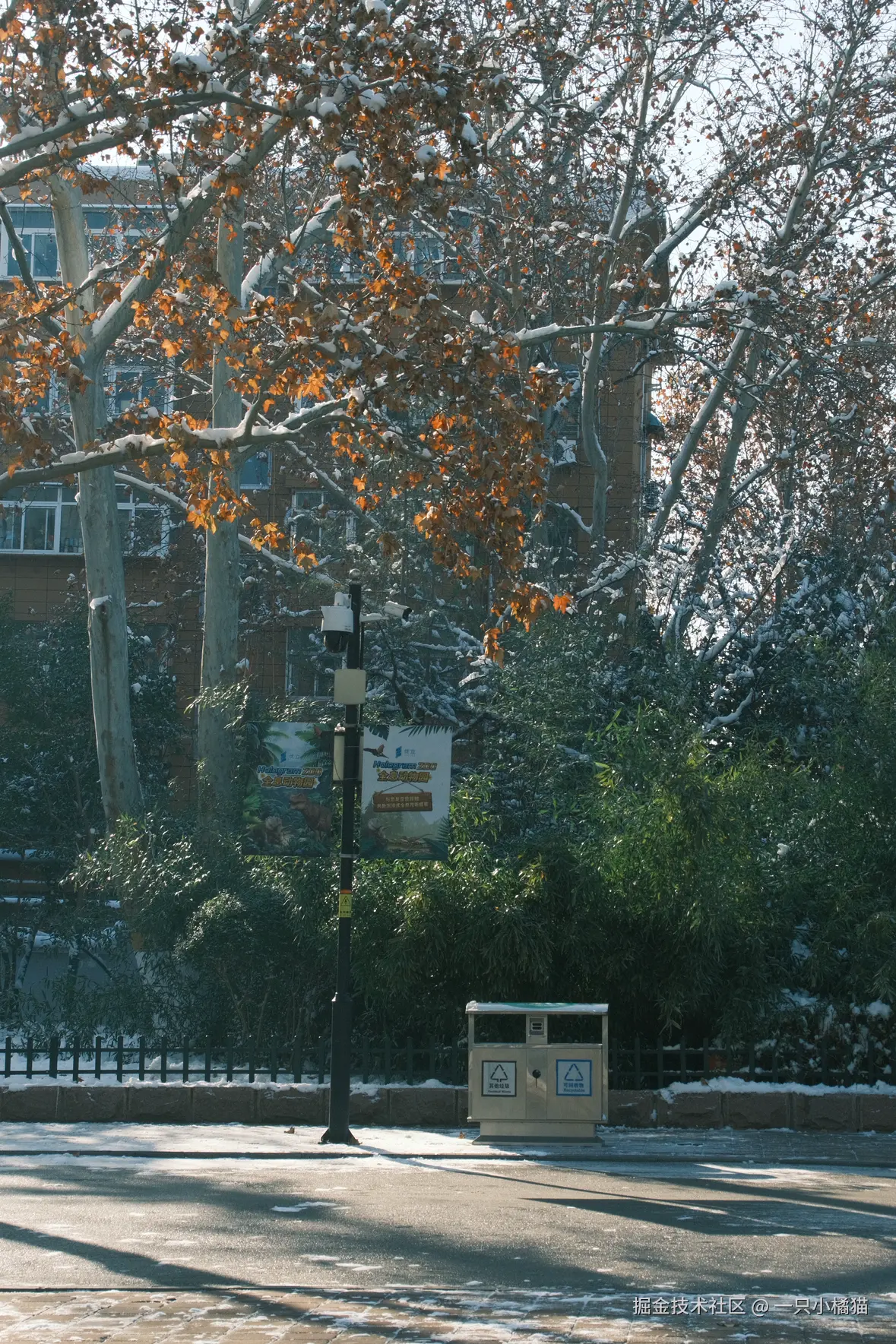 一只小橘猫于2025-12-15 11:02发布的图片