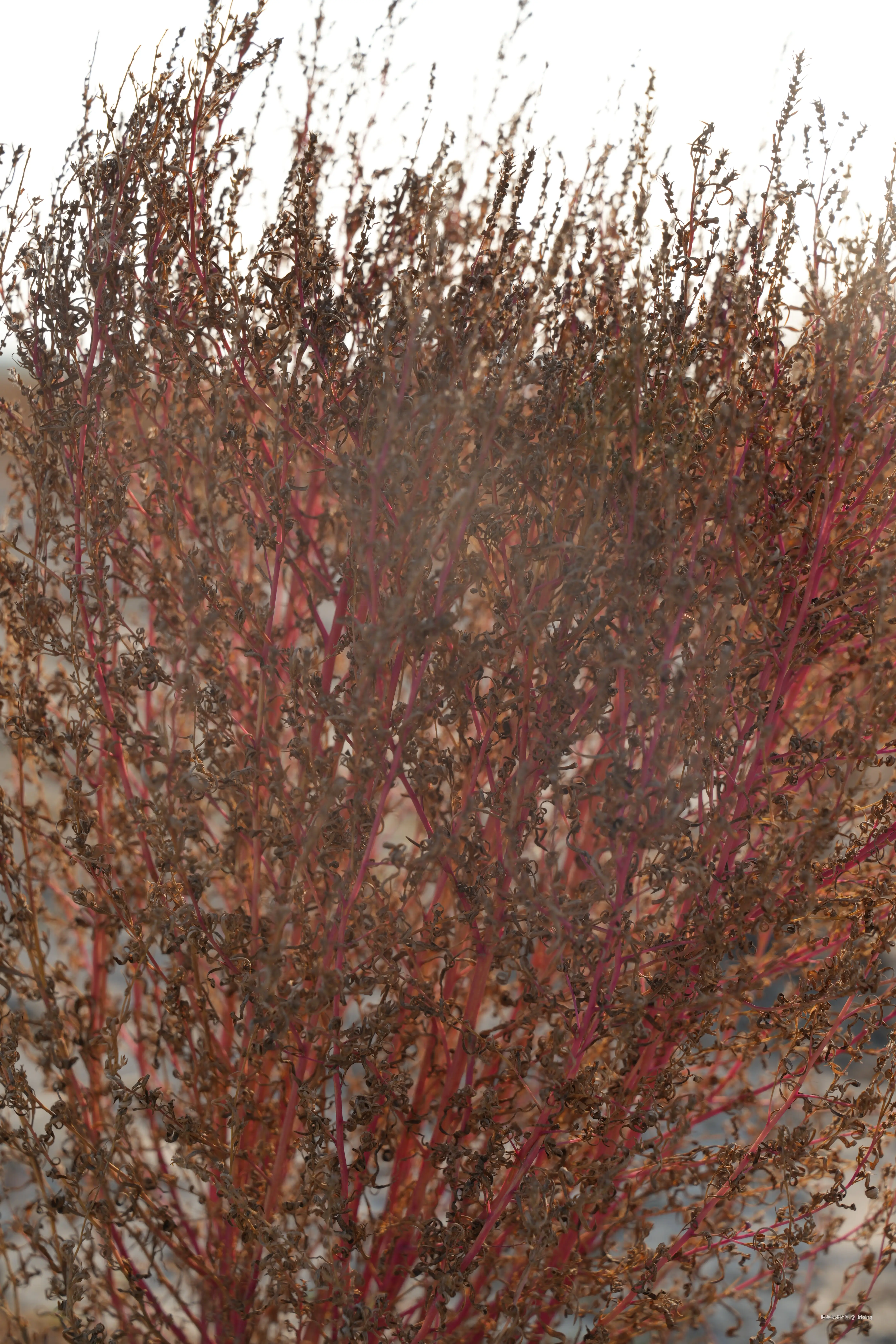 lirioing于2025-12-08 14:12发布的图片