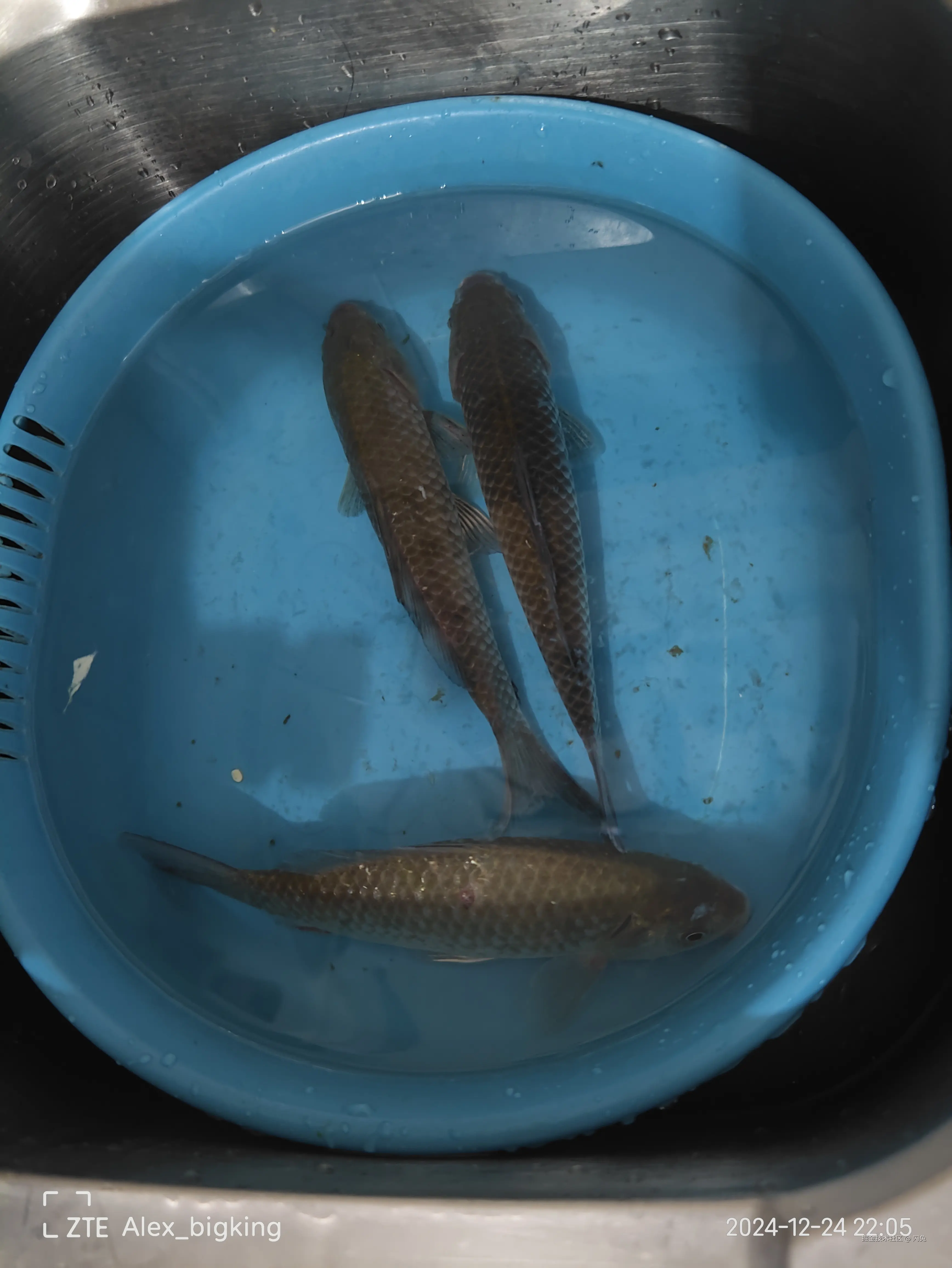 闪兔于2024-12-24 22:40发布的图片