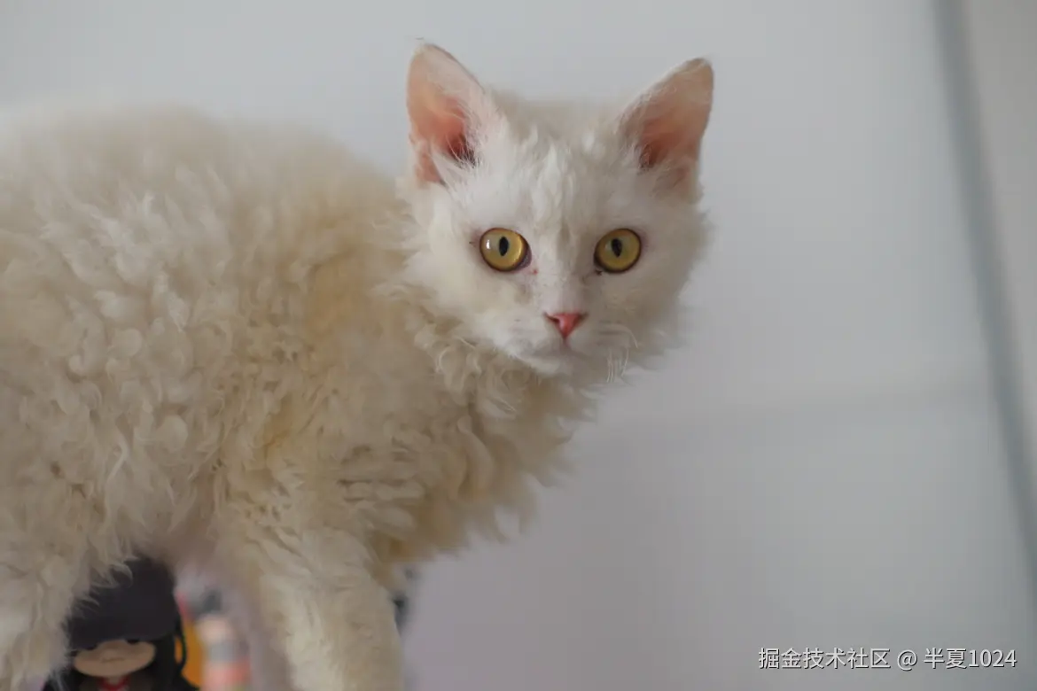 半夏1024于2024-12-31 15:47发布的图片