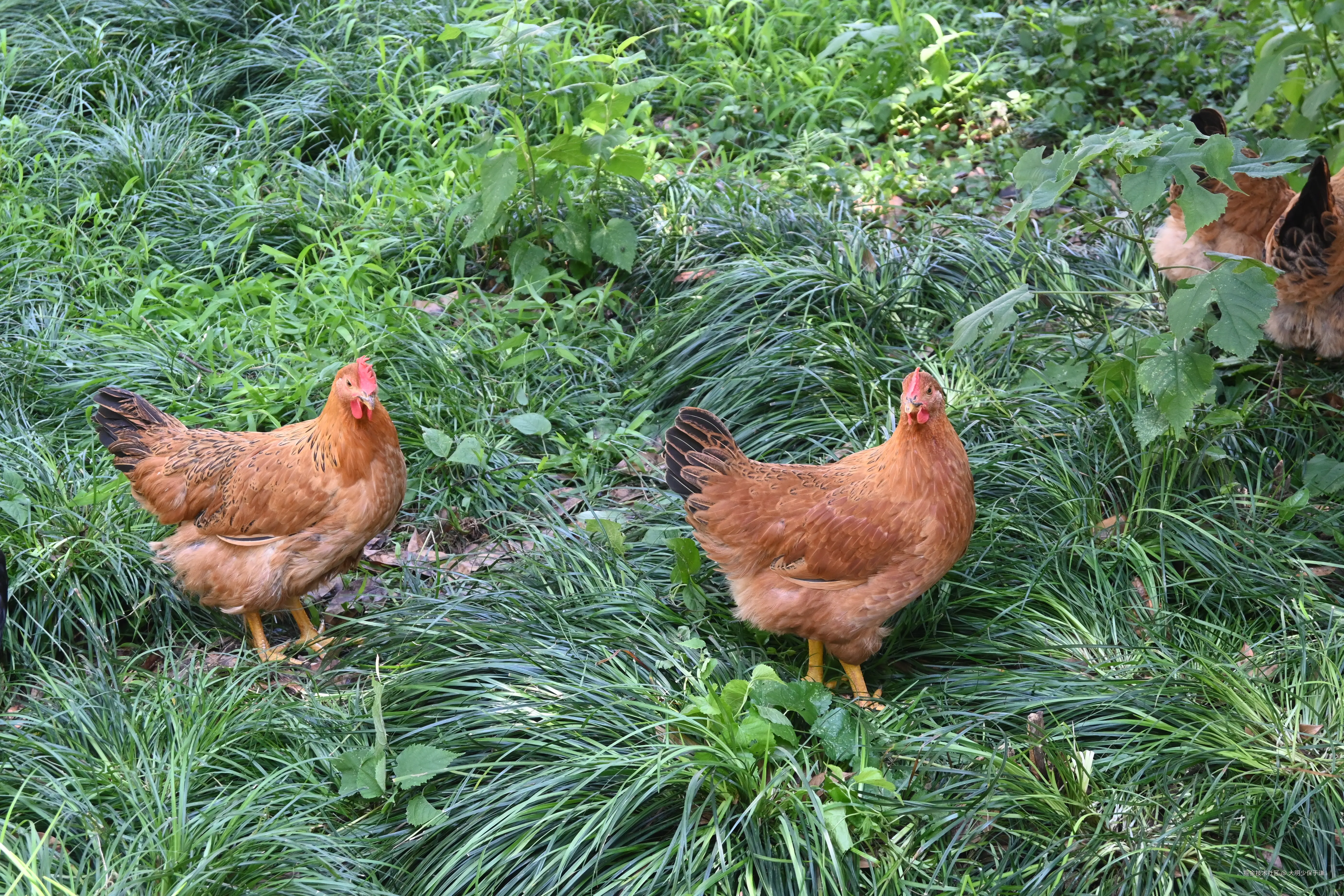 大明少保于谦于2025-07-02 11:33发布的图片