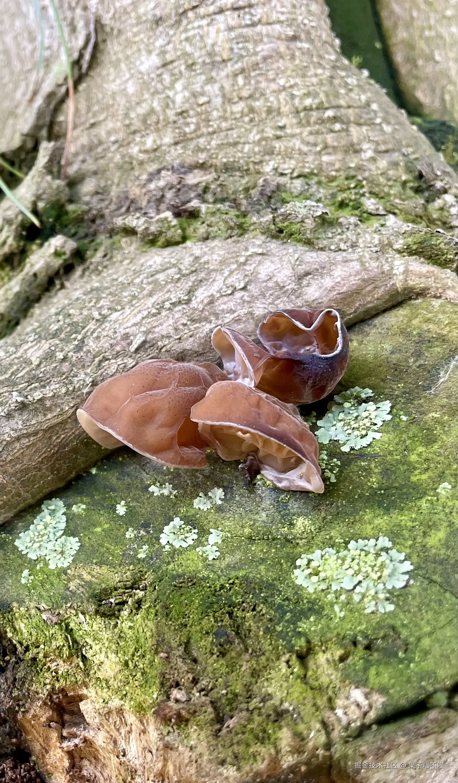 果子喵不喵于2025-05-14 09:06发布的图片