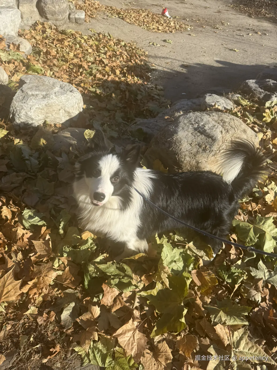 appetency于2024-12-31 16:23发布的图片