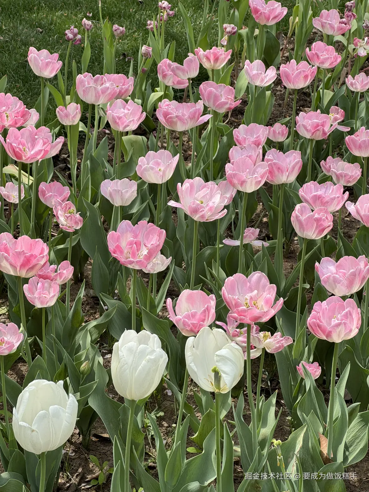 要成为做饭糕手于2025-04-07 11:34发布的图片