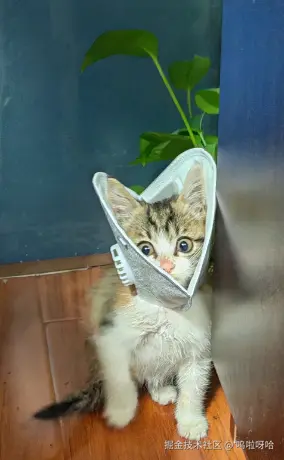 呜啦呀哈于2025-11-13 09:21发布的图片